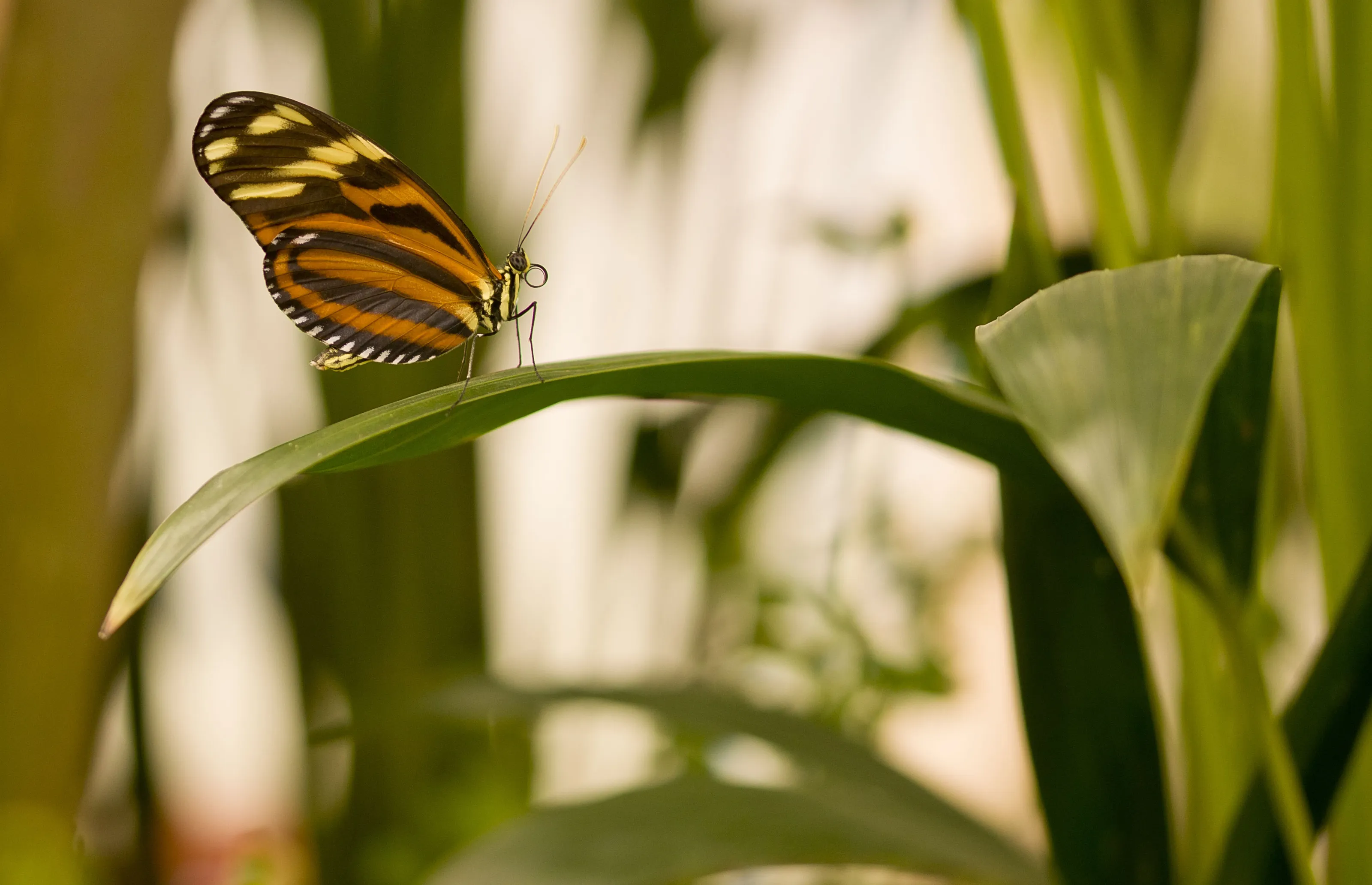 Elusive Butterfly