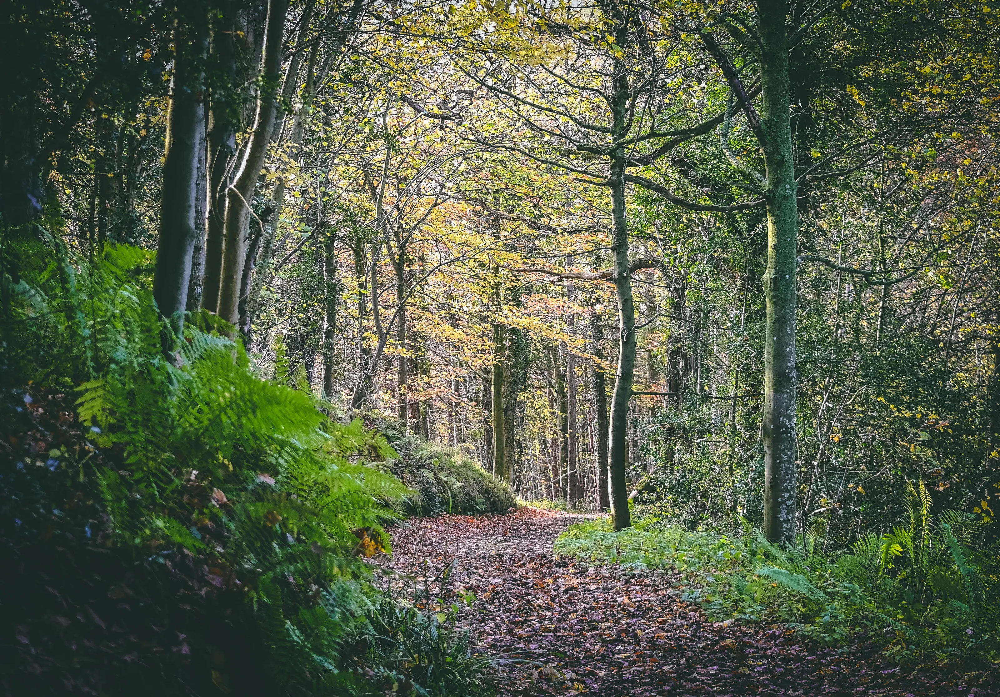 Forest walk