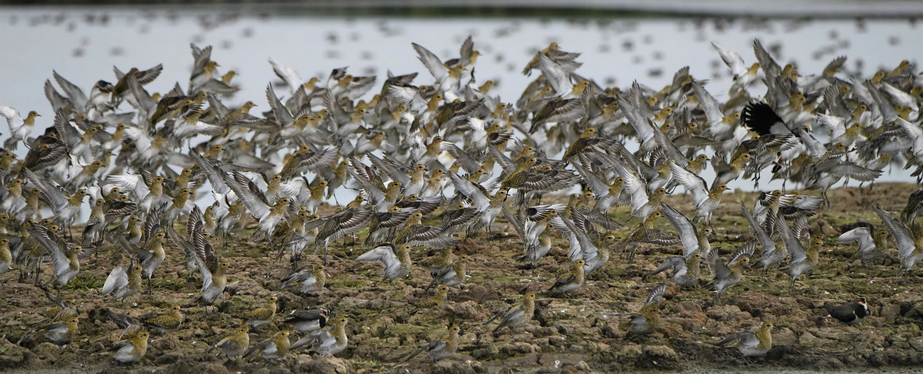 Golden plover flock in flight