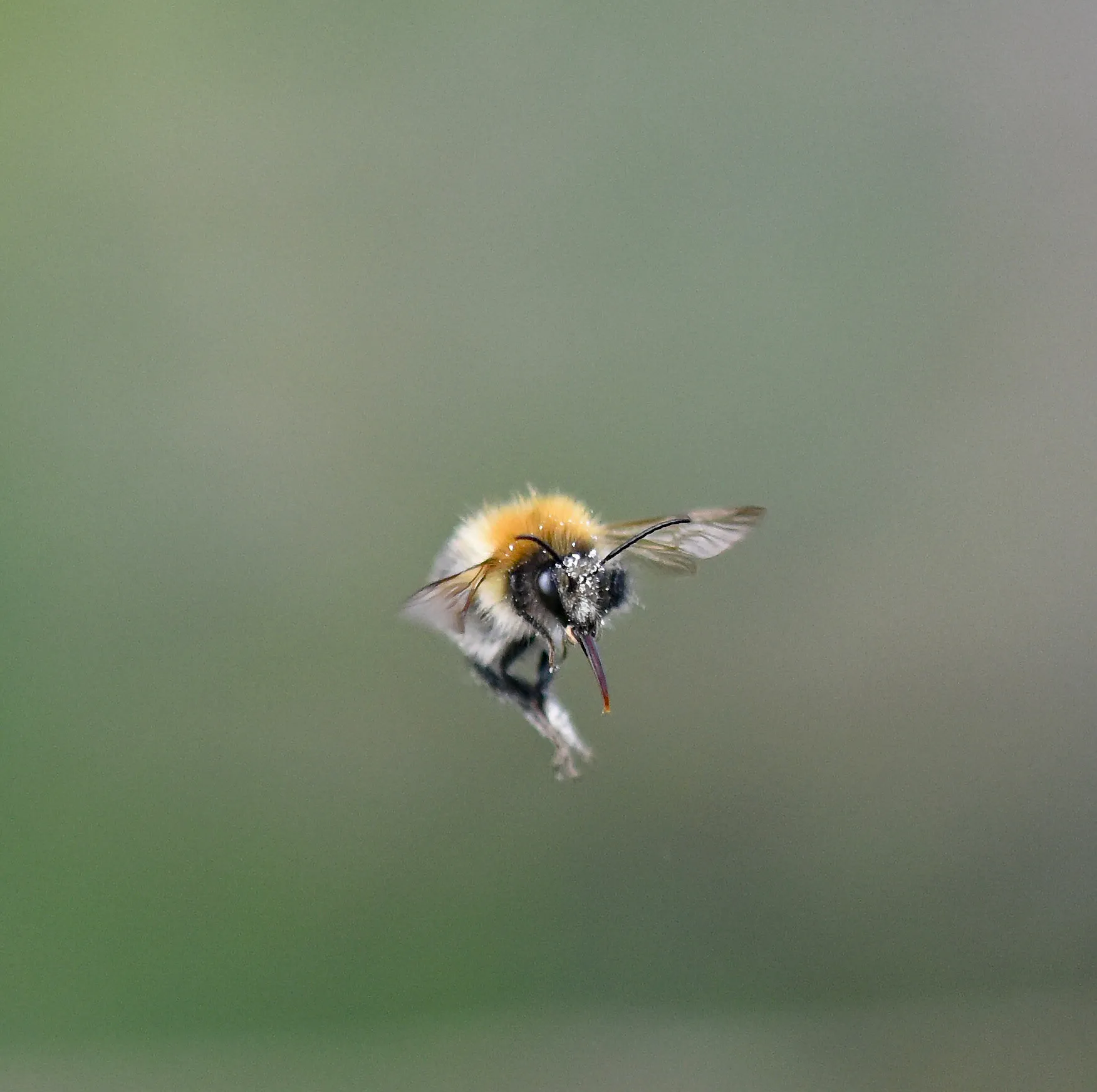 To see perseverance is to see nature flight