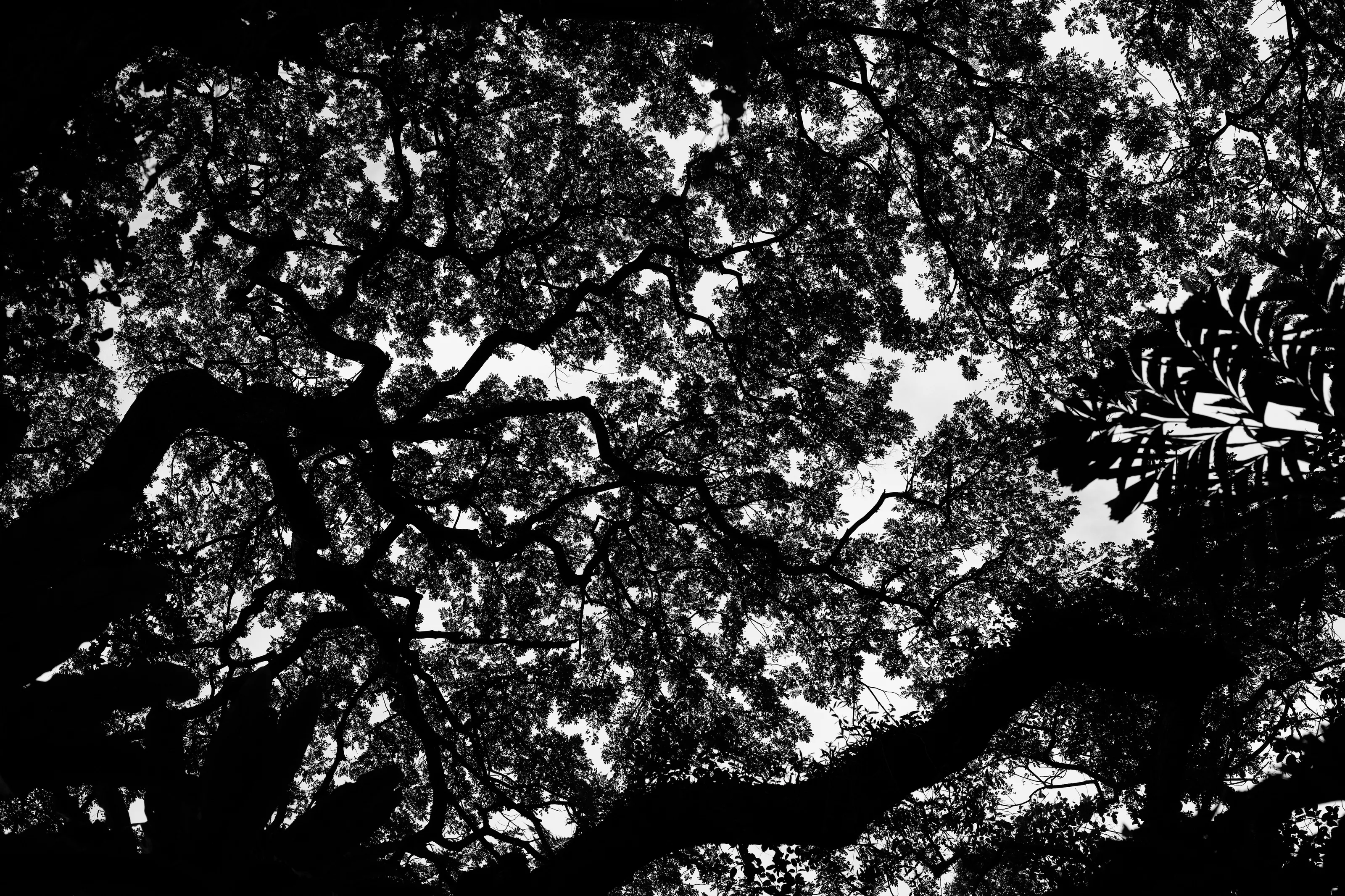 Trees
