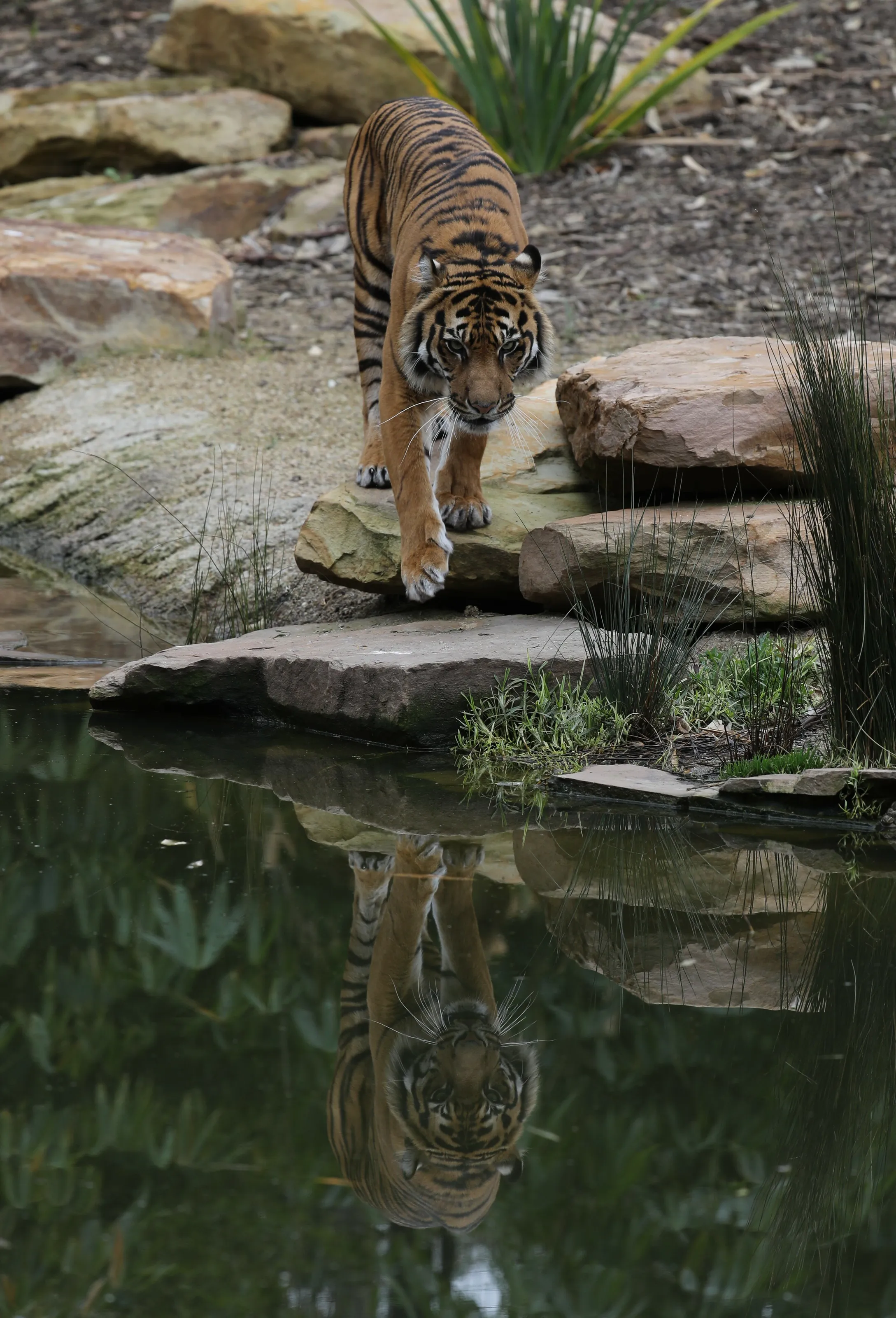 His Reflection