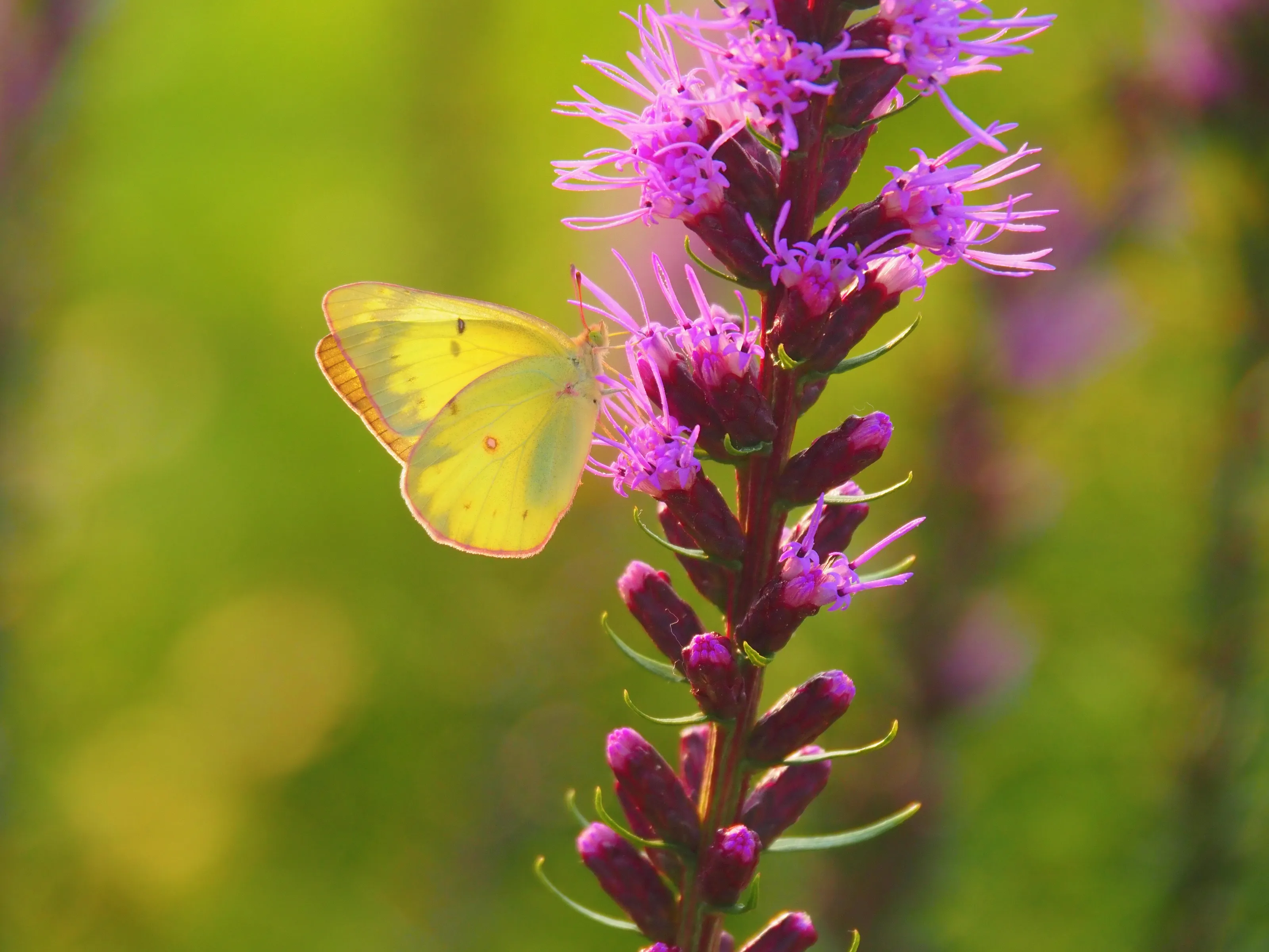Sulfur butterfly