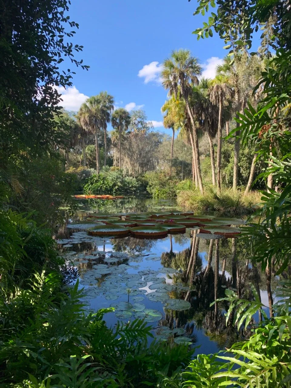 The Lilly pads