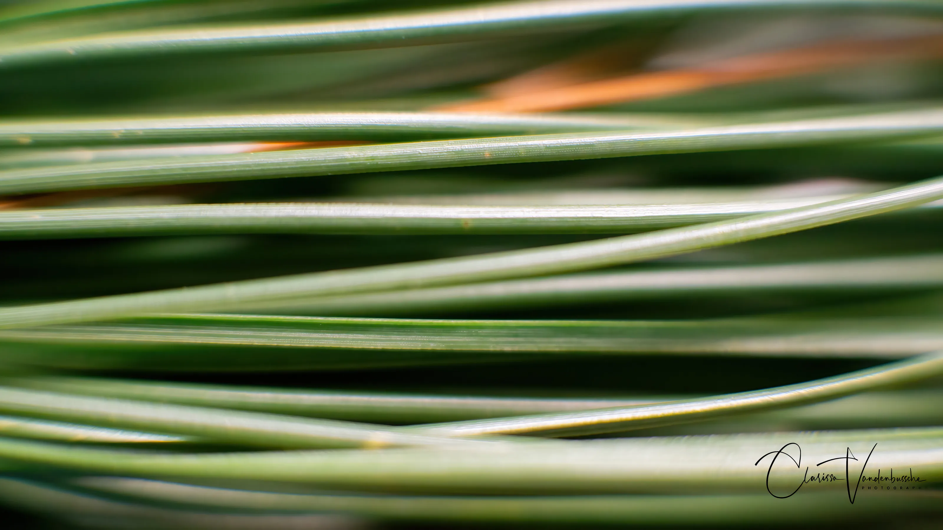 Pine Needles