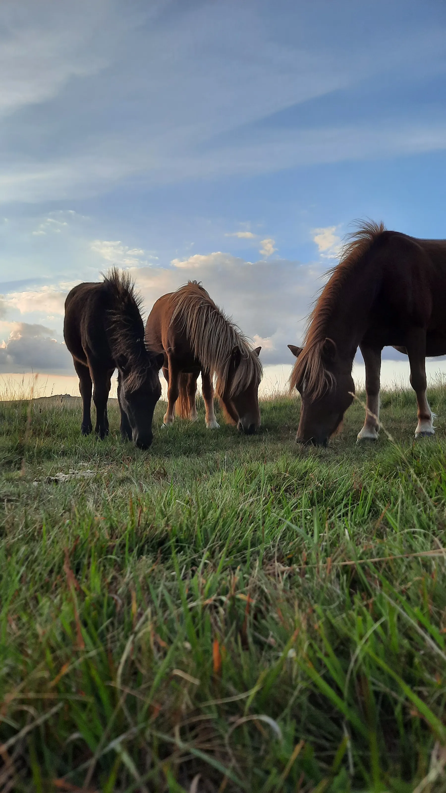 Wild horses
