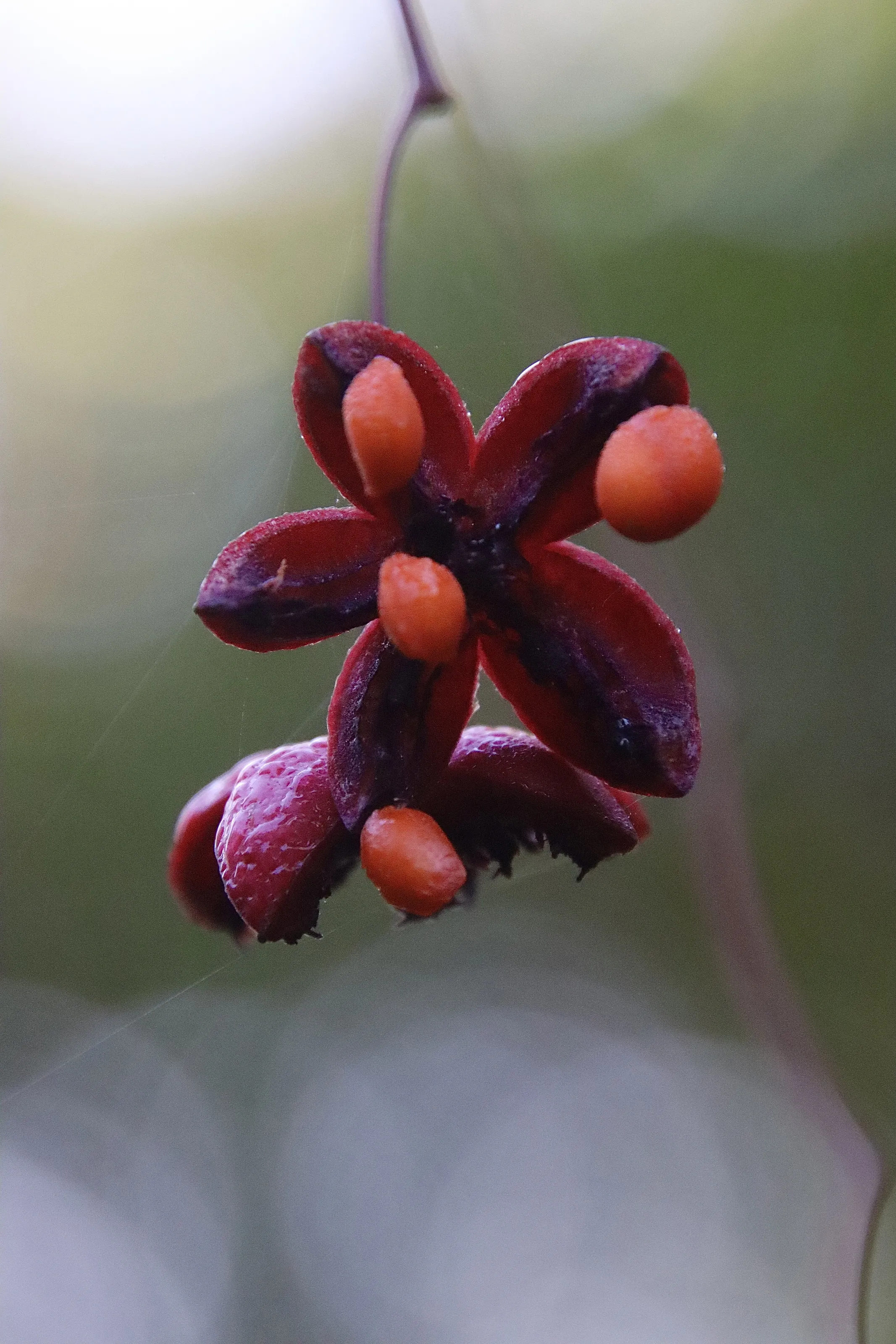 Red cascade popping seeds