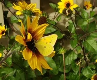 Sunflower with butterfly petal