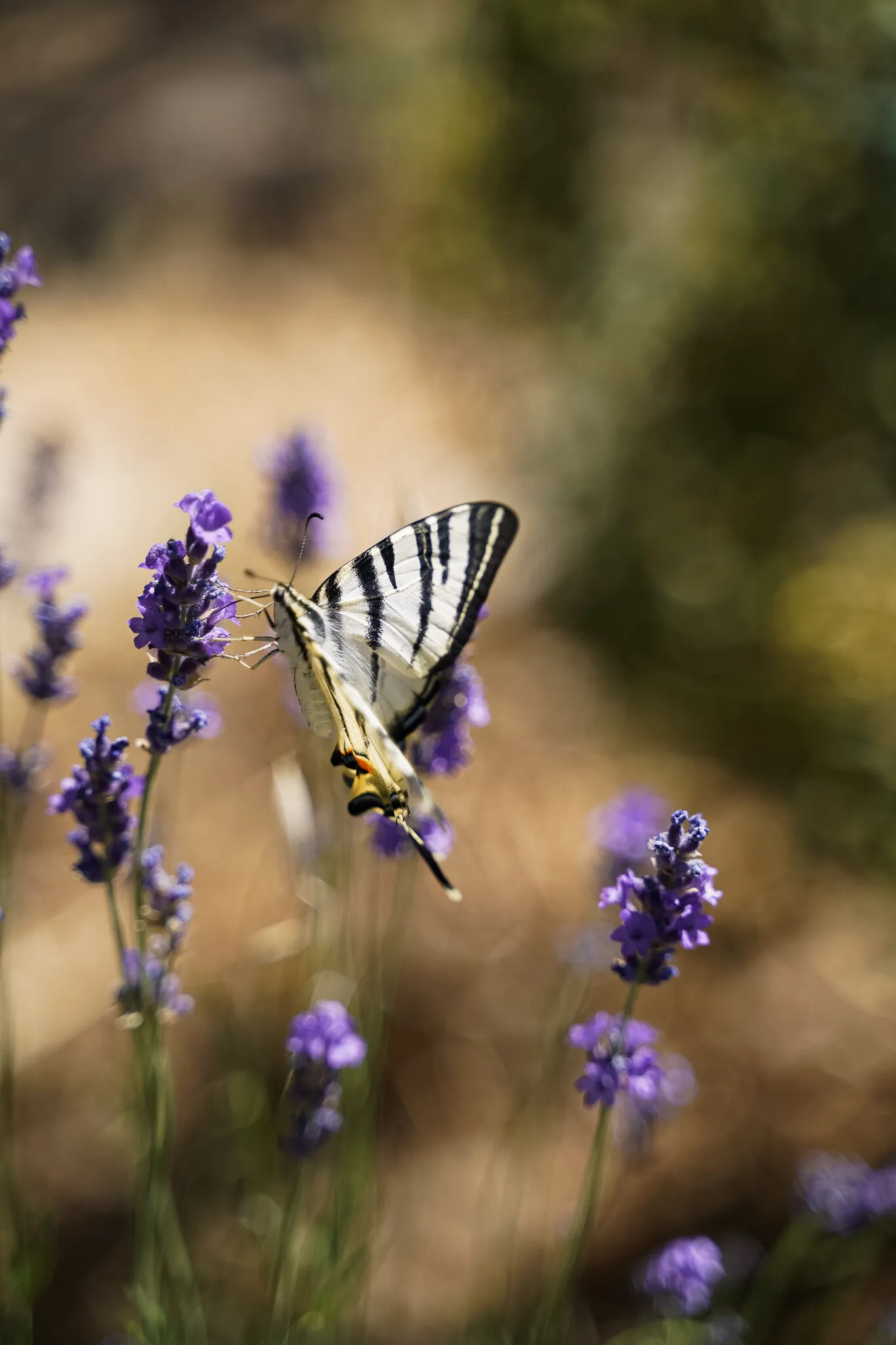portrait of a butterfly