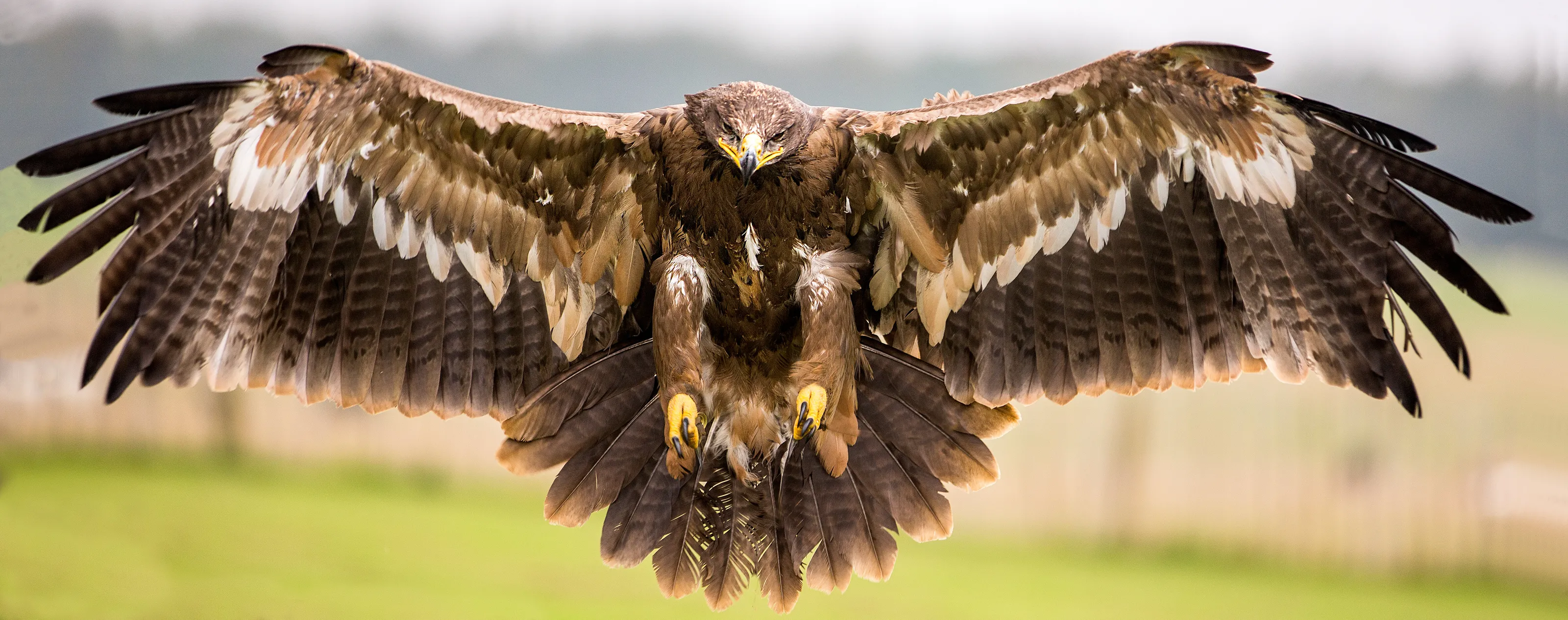 Landing Gear Down