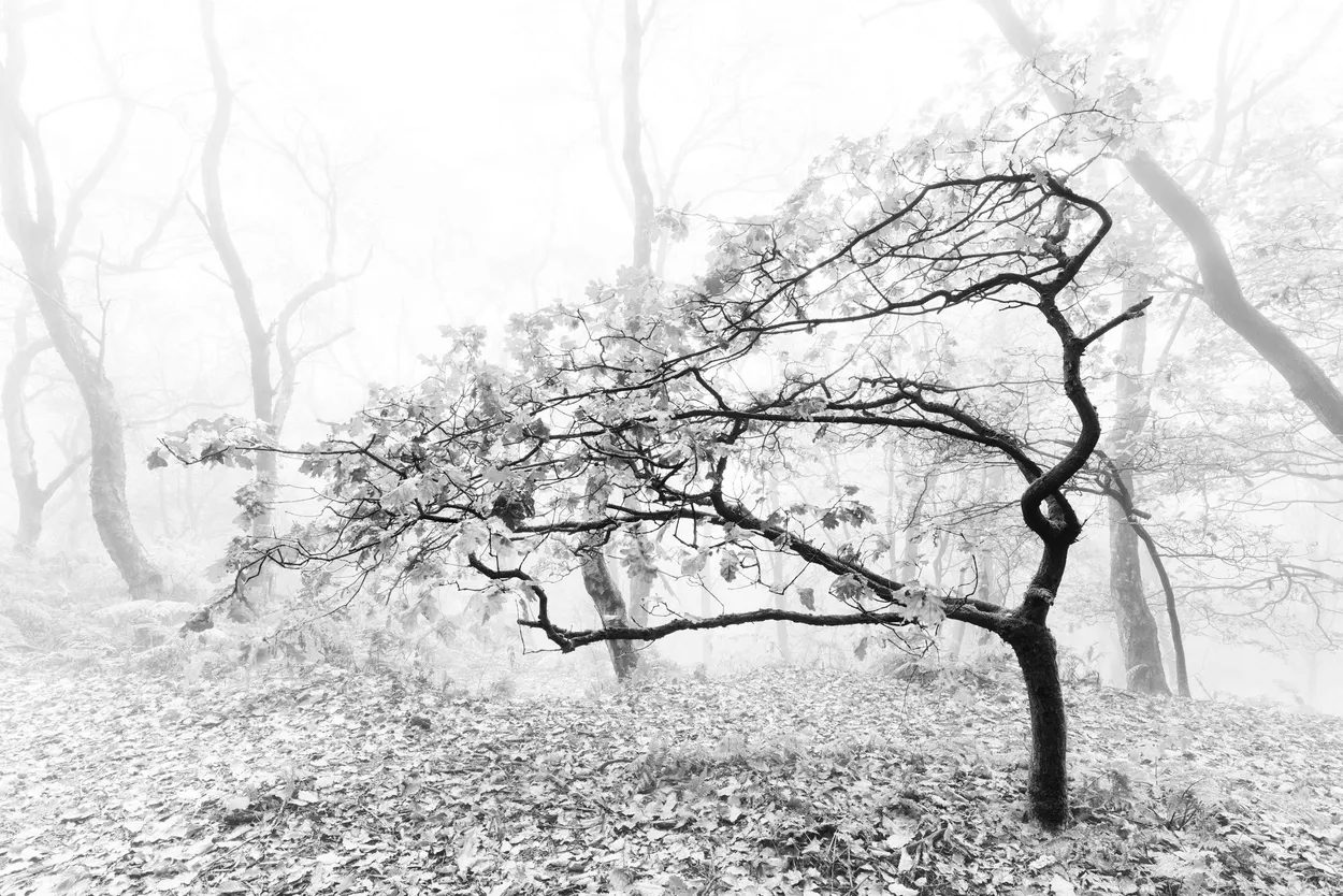 Entry 21258392