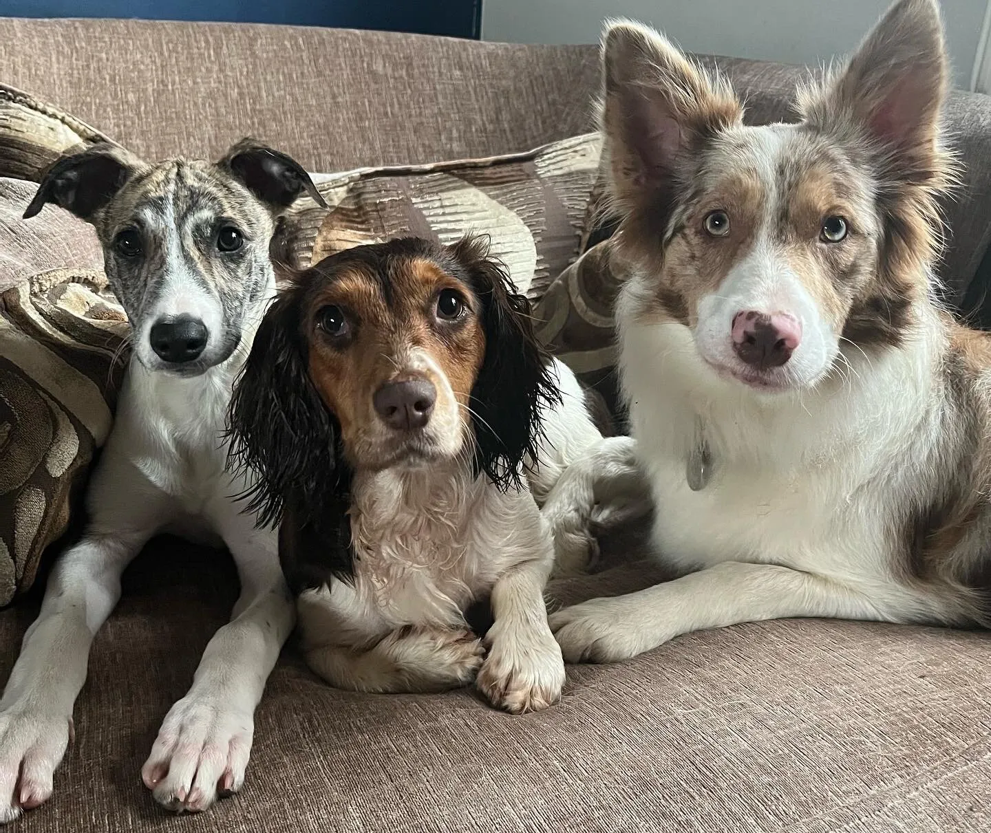 My three pooches