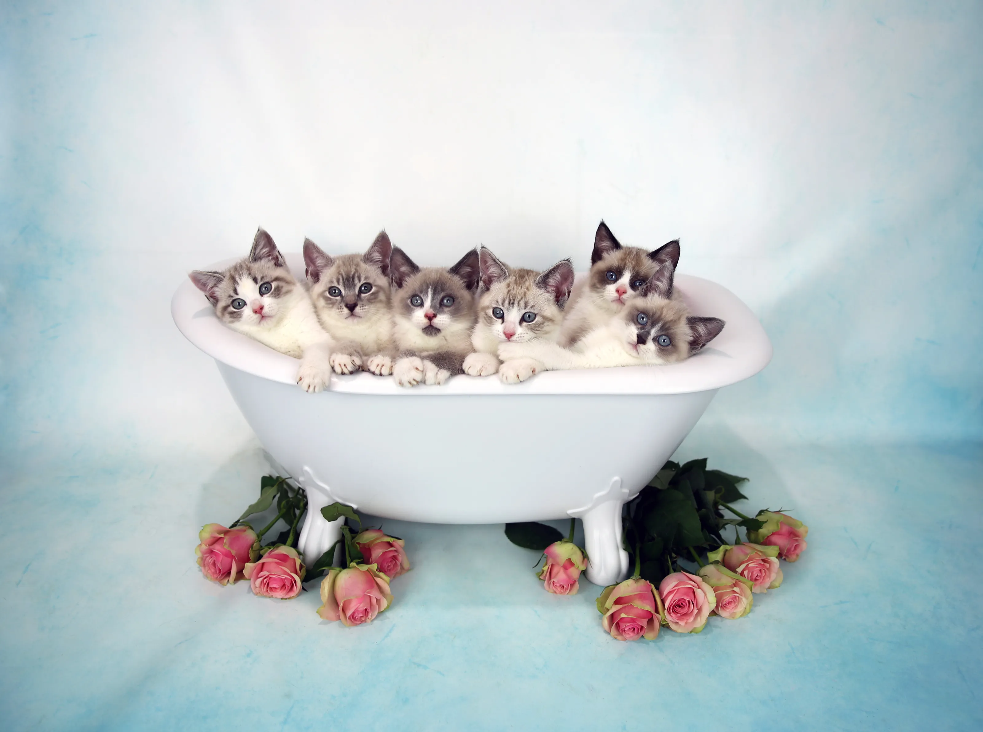 Cats and dogs