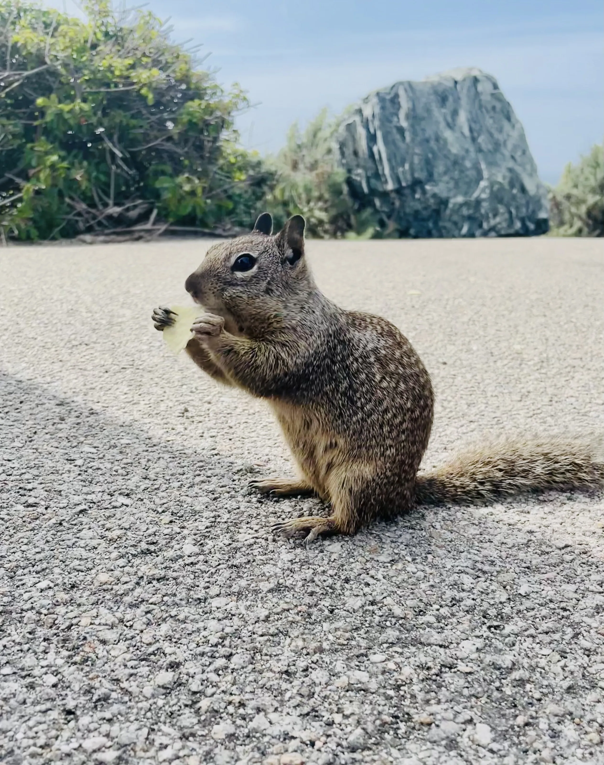 Squirrel eating a chip
