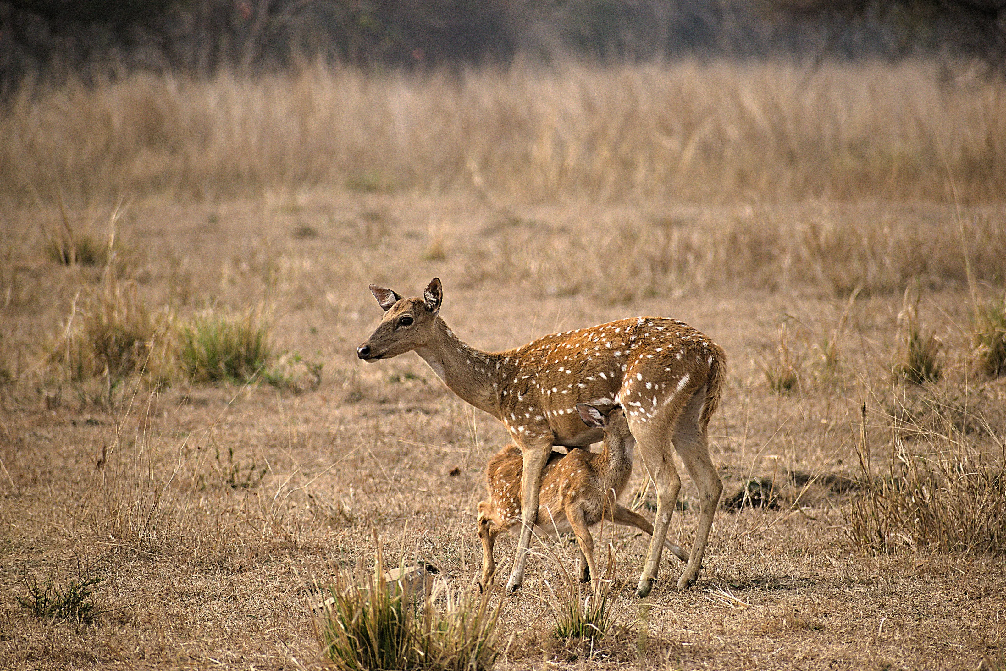 Mother deer and fawn (Mother's love)