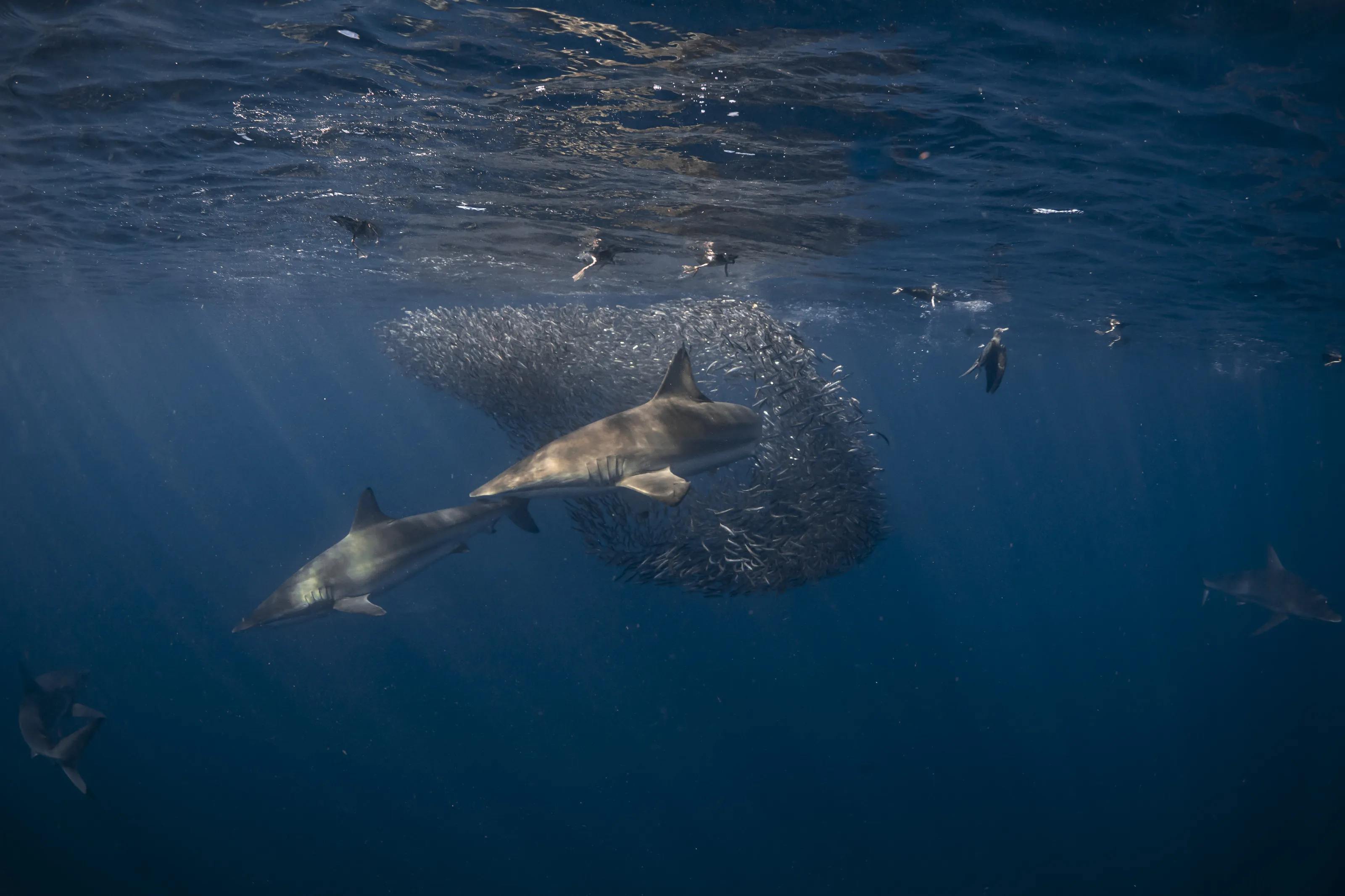 A healthy ocean