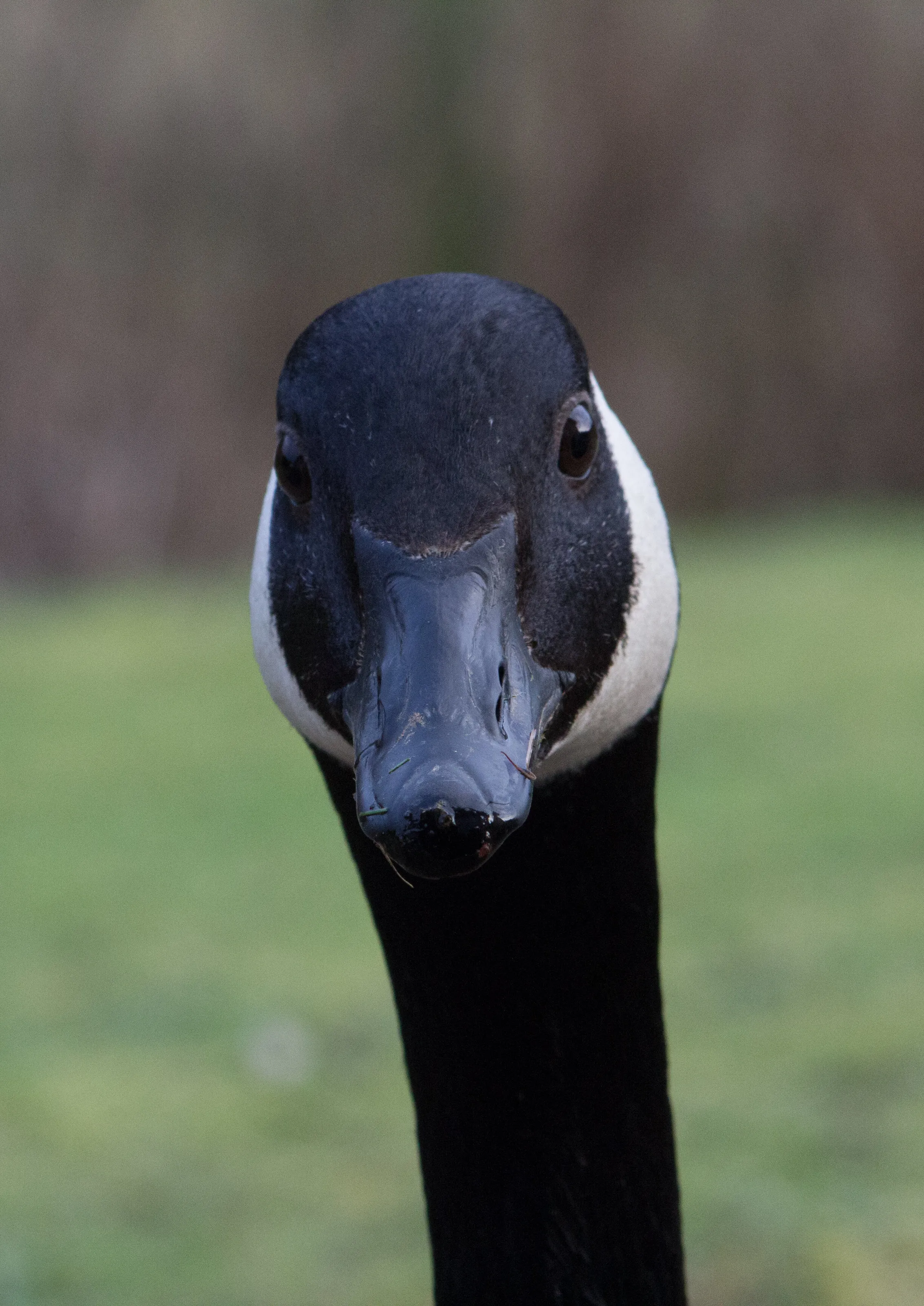 You lookin' at me?