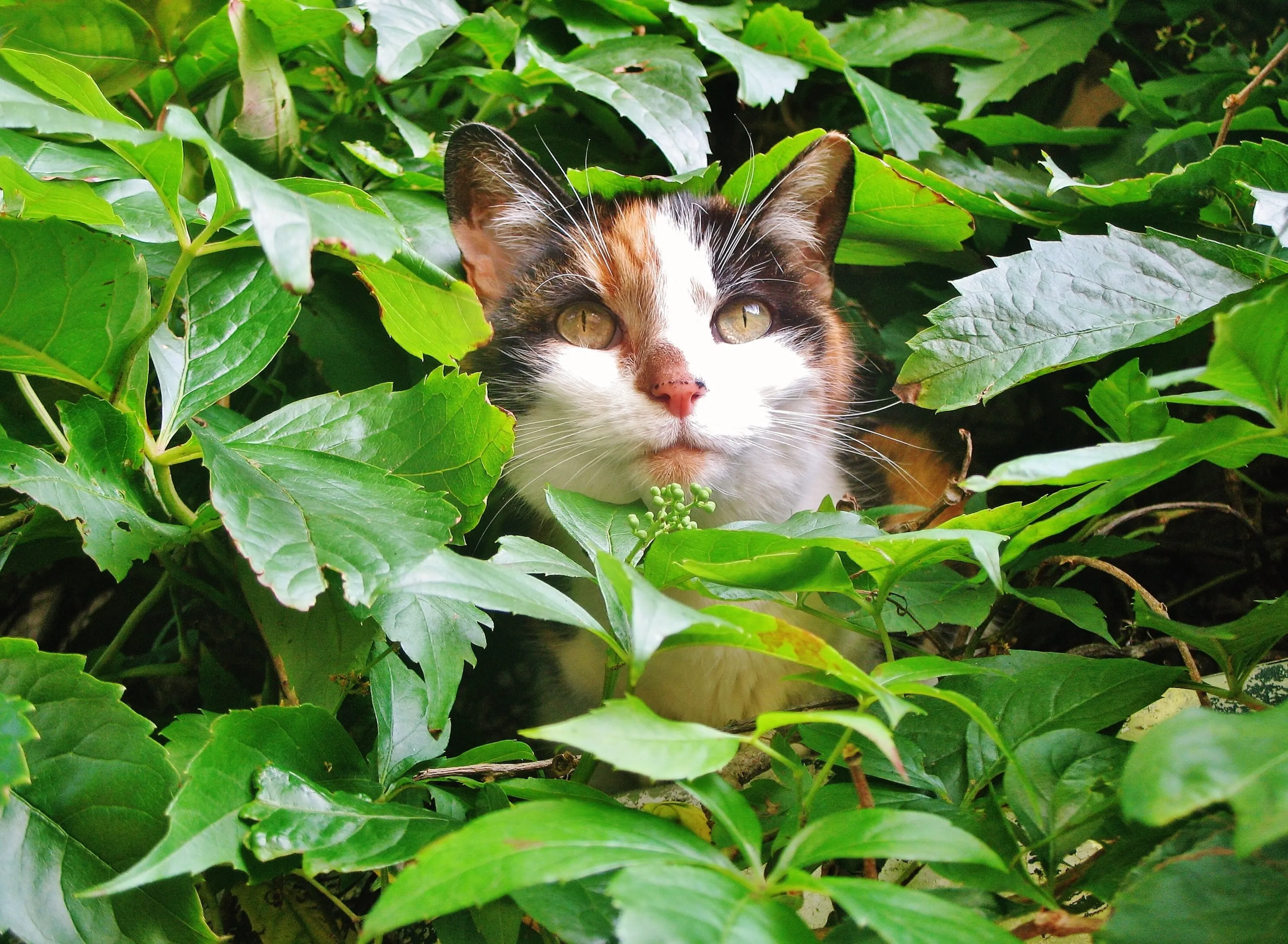 Clover