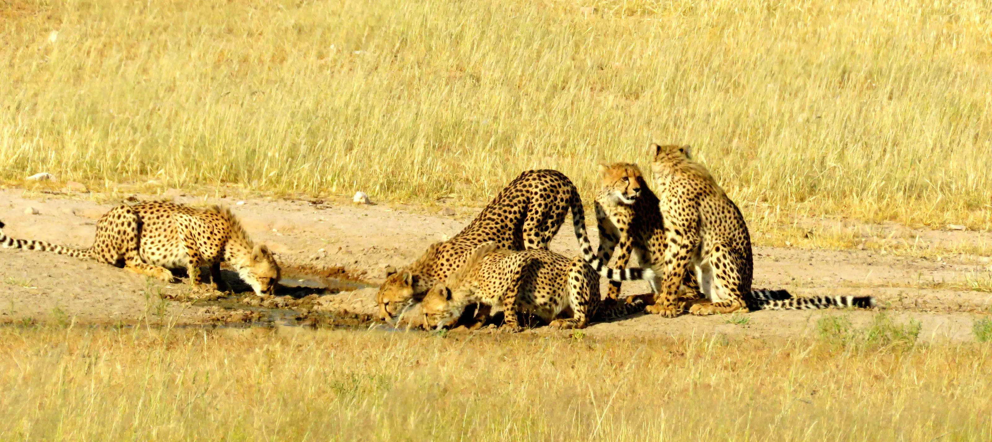 Thirsty Cheetah