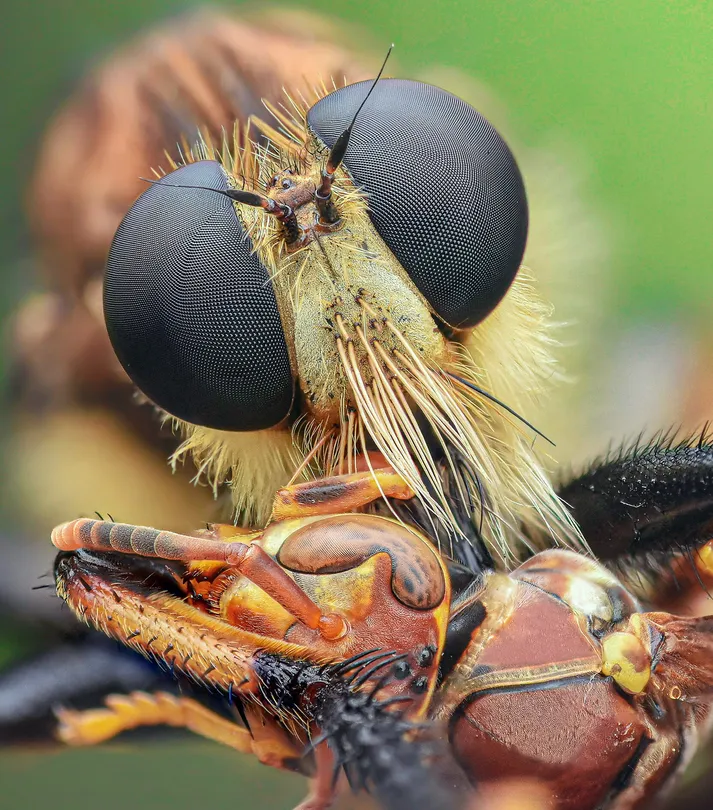 Red-footed Cannibal fly (Promachus rufipes) with its prey