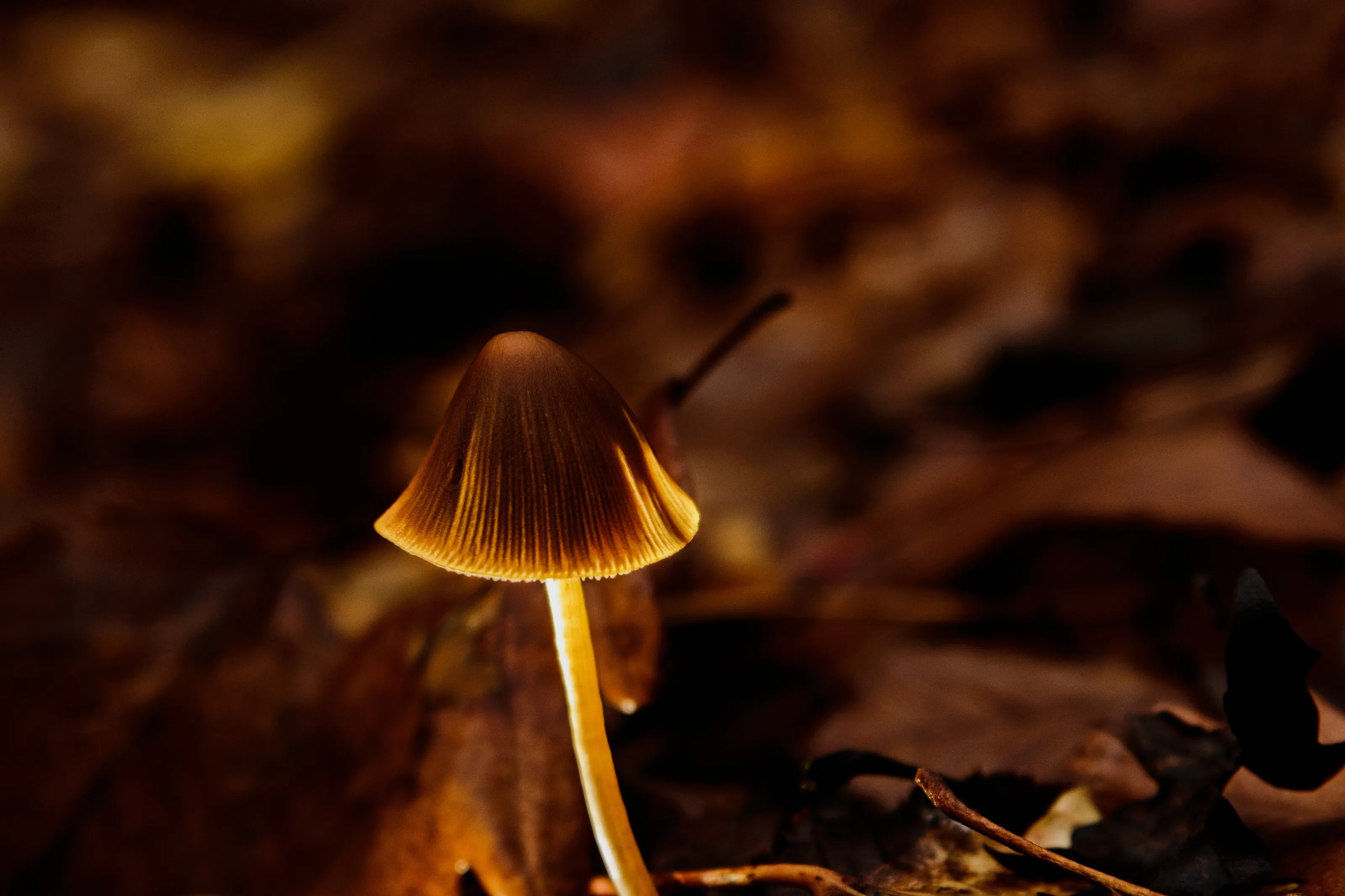 Autumn in forest