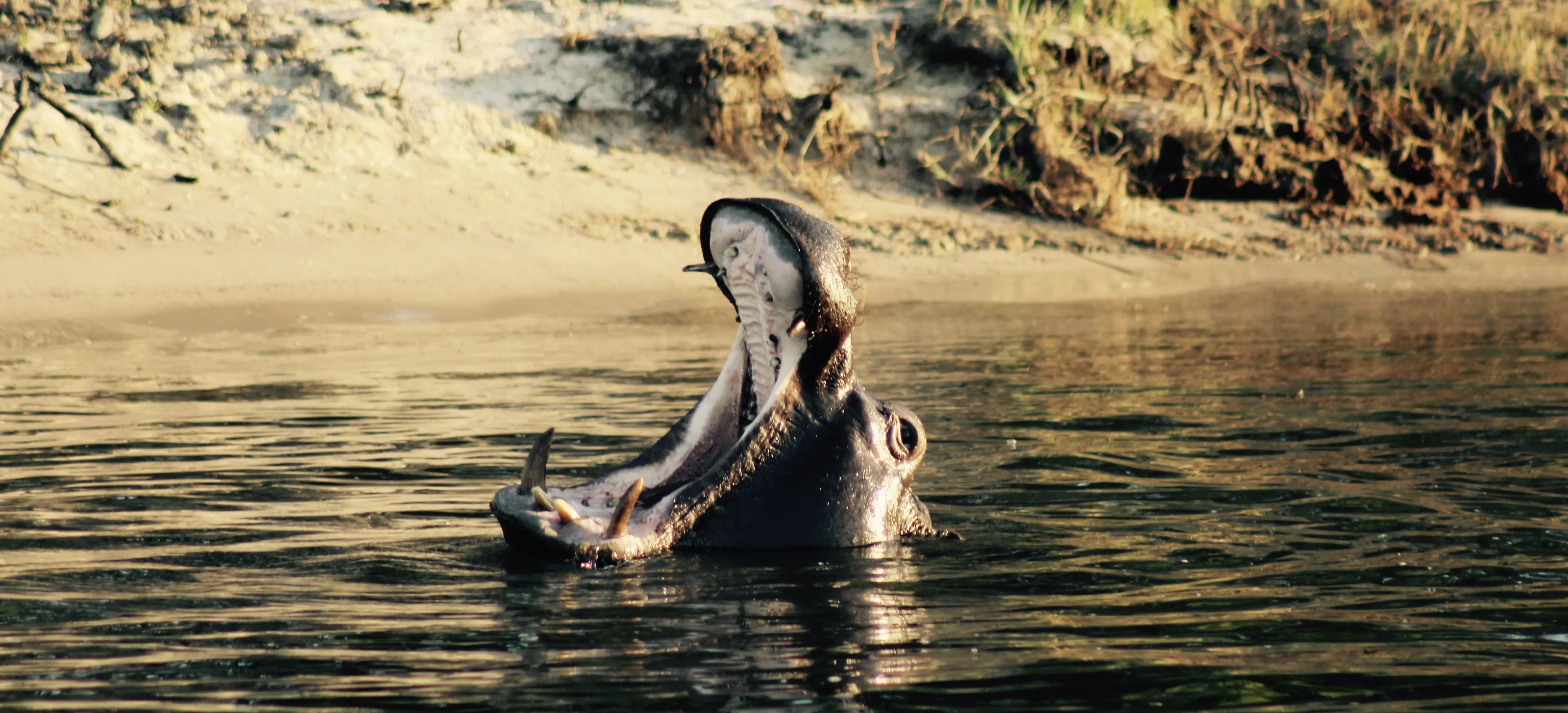 Hippo