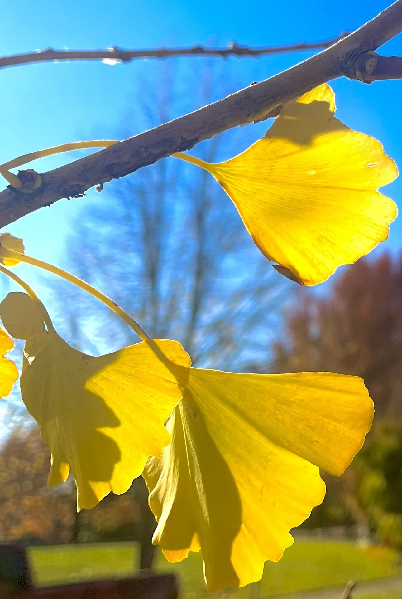 Delicate fluttering