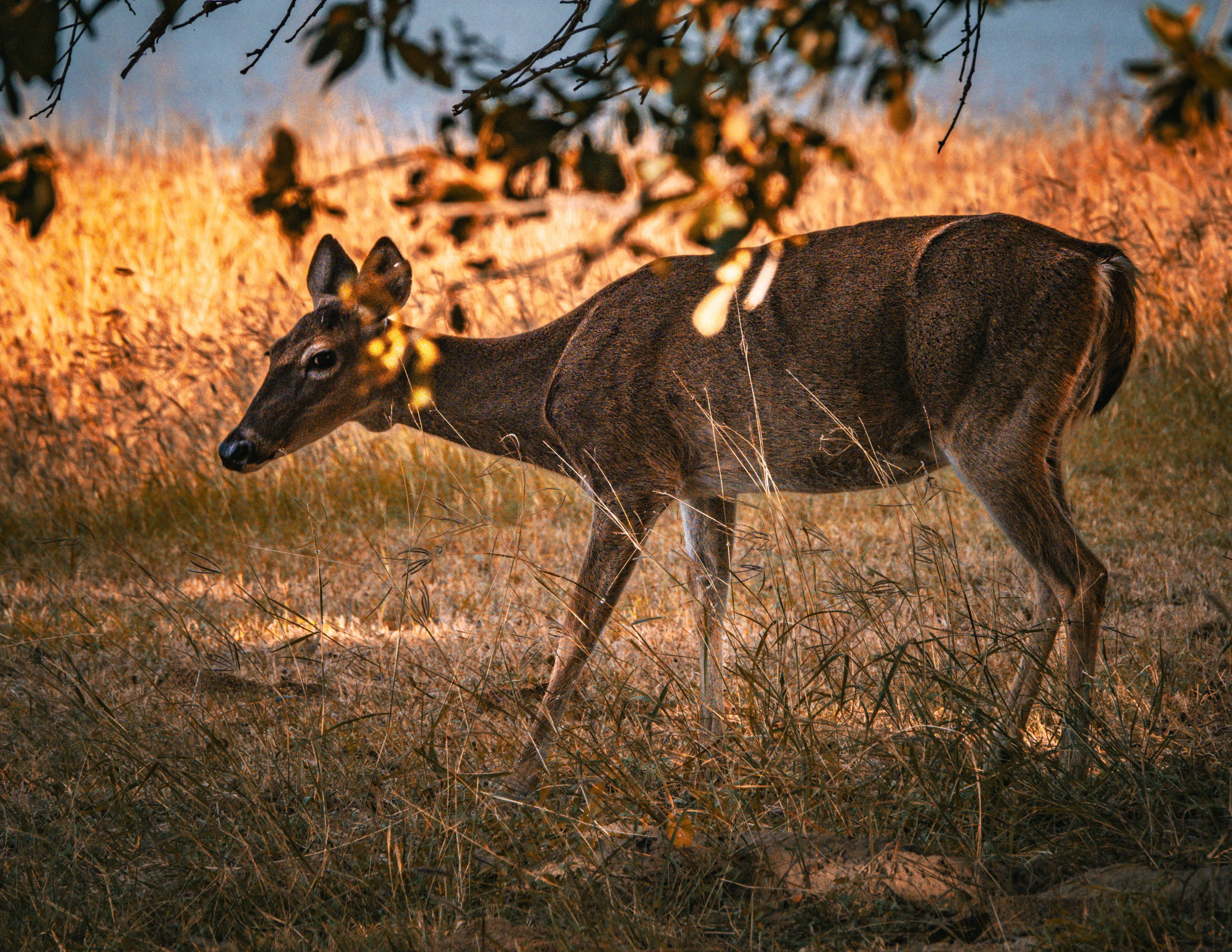 Good Evening Deer
