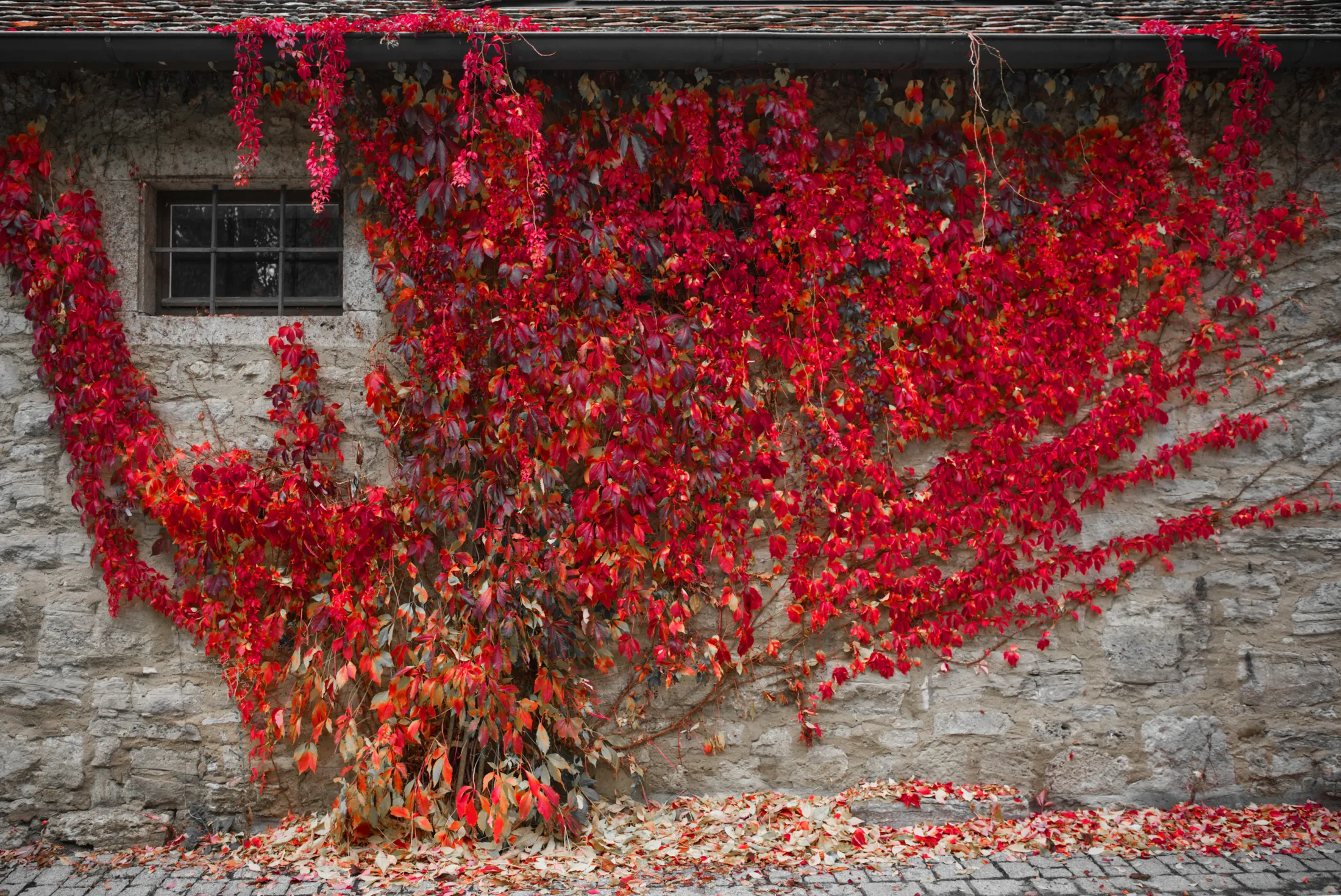Leaves red 12