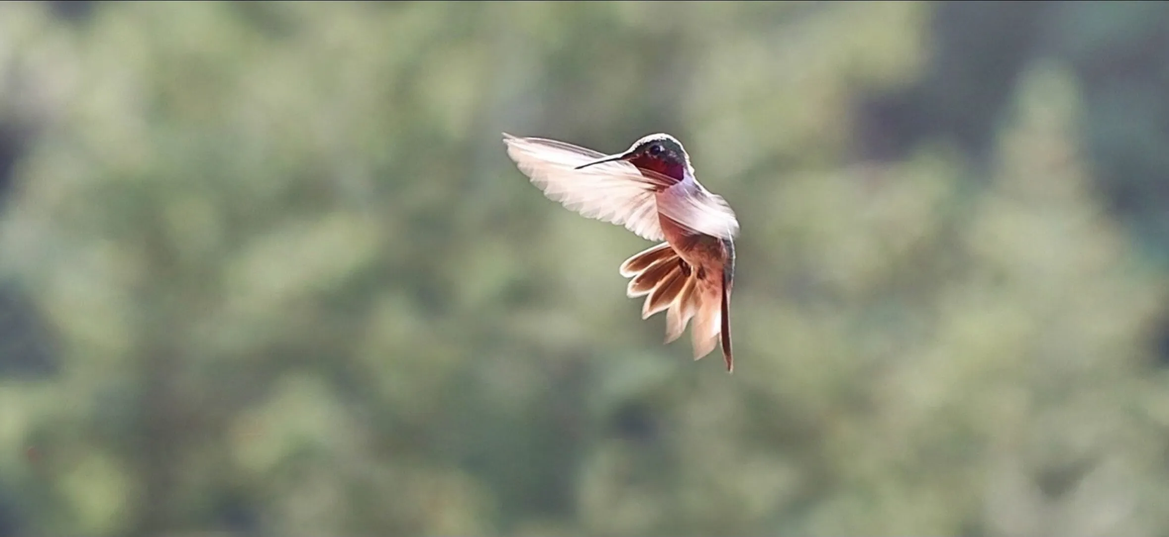 Hummingbird single bird contest