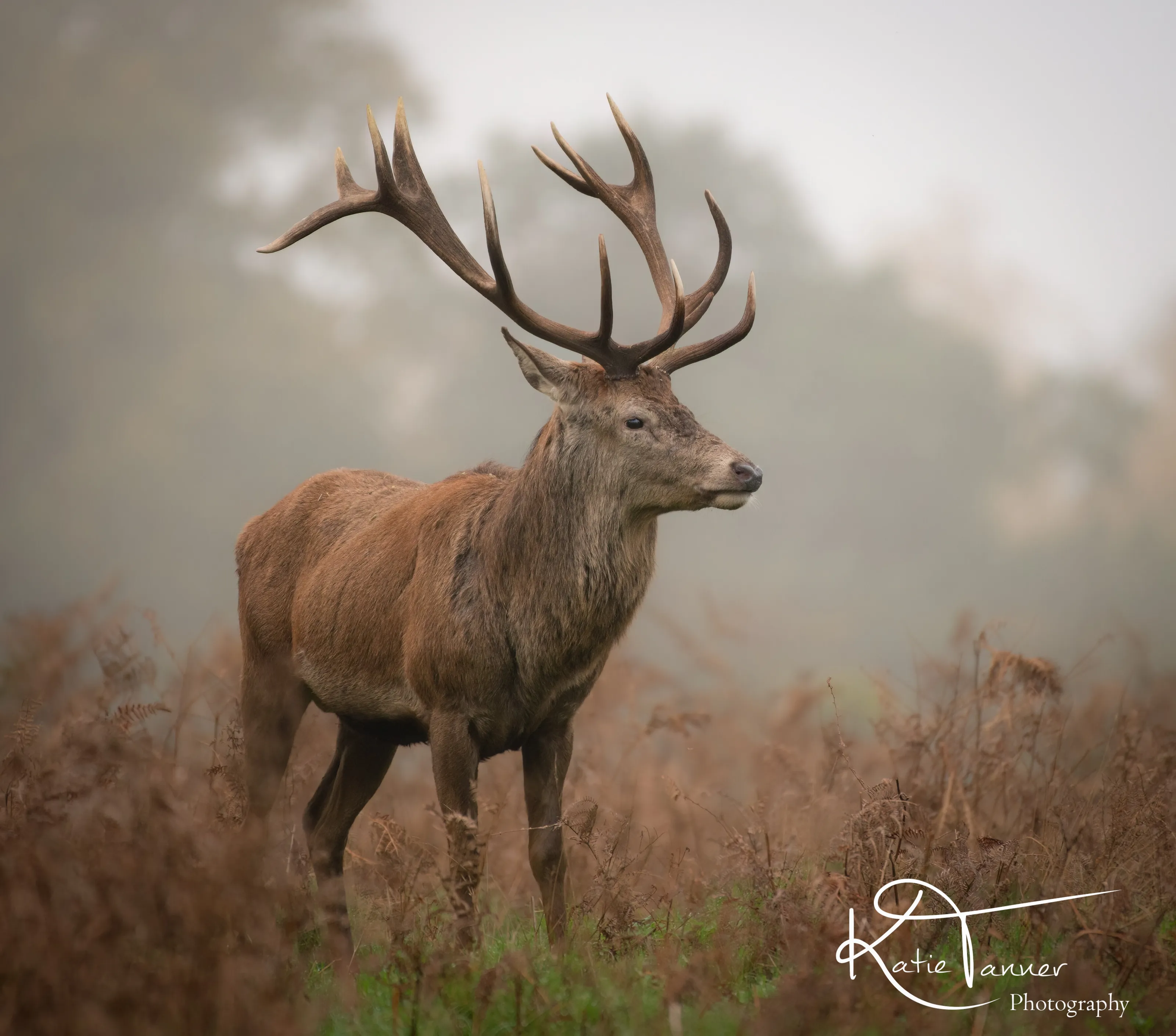 Bushy Park Stag