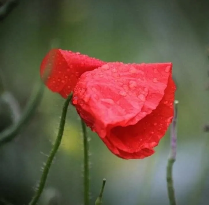 Lonely Poppy