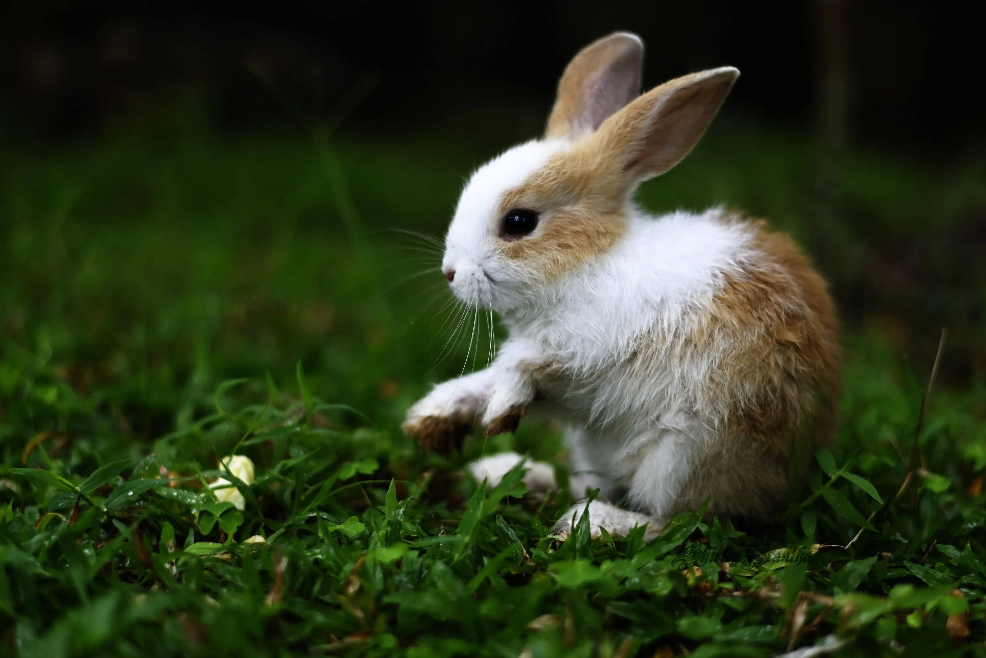 Little Bunny