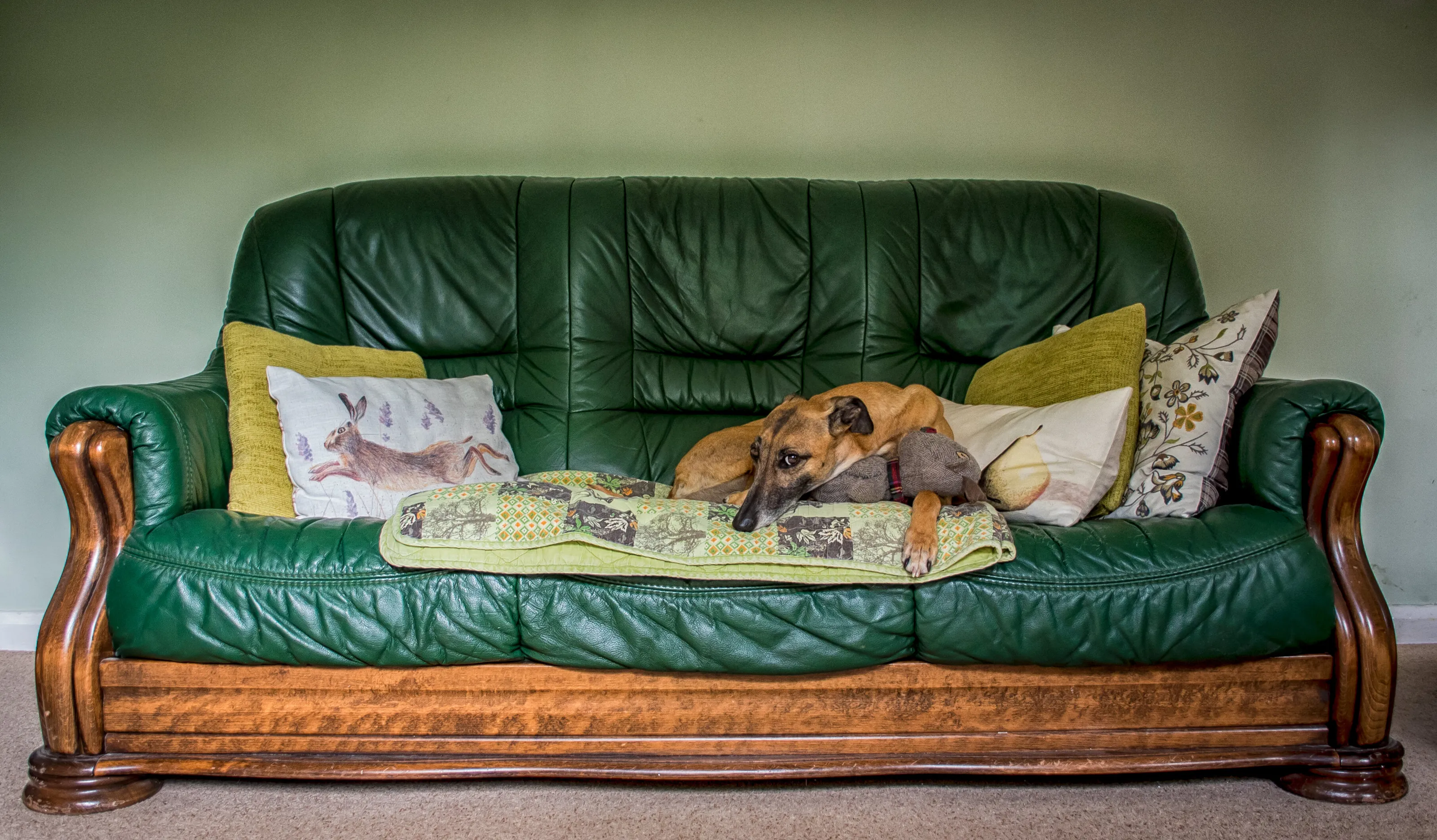 Pets Indoors on Household Furniture