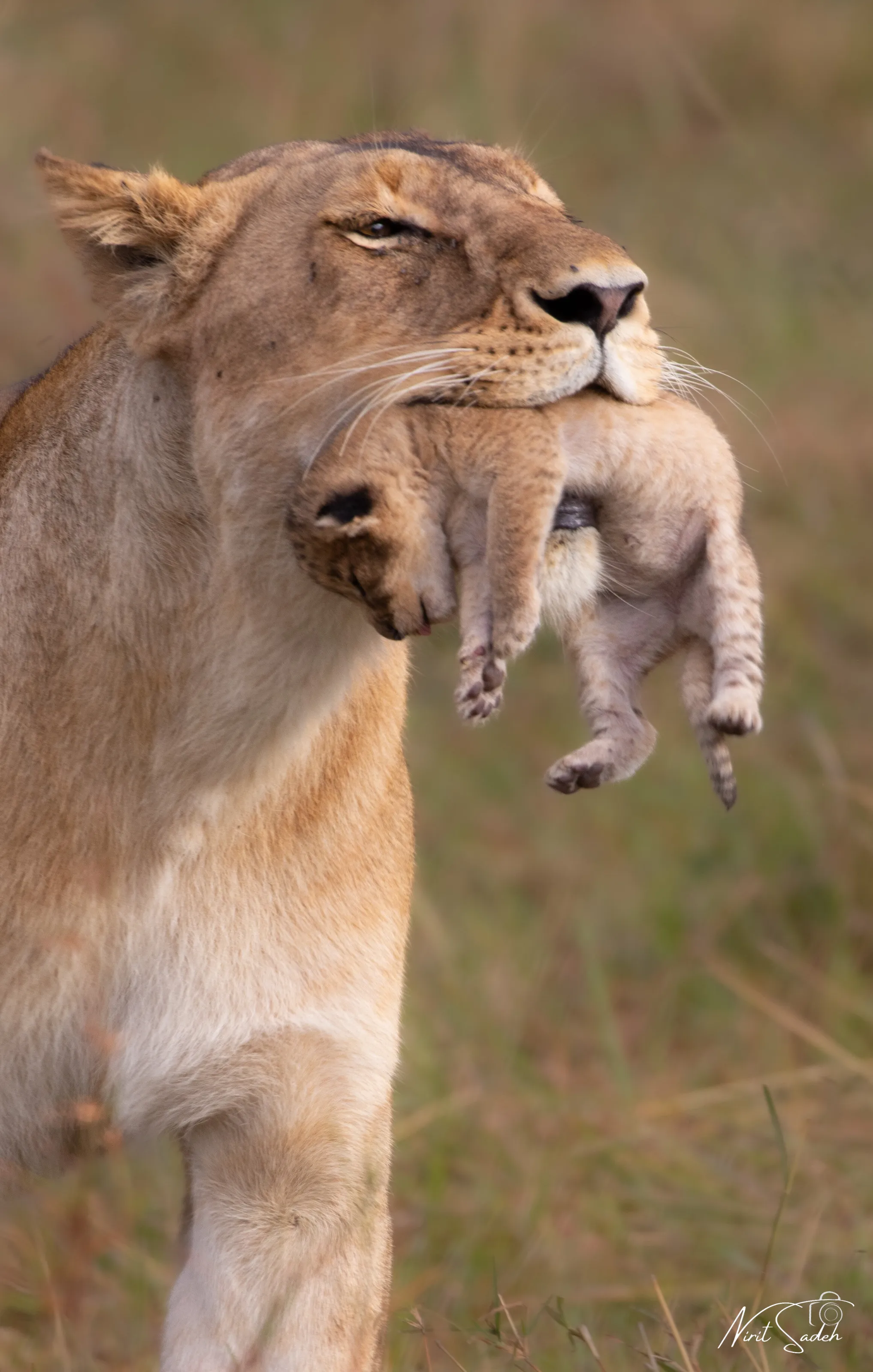 Lioness with a 3-week-old cub