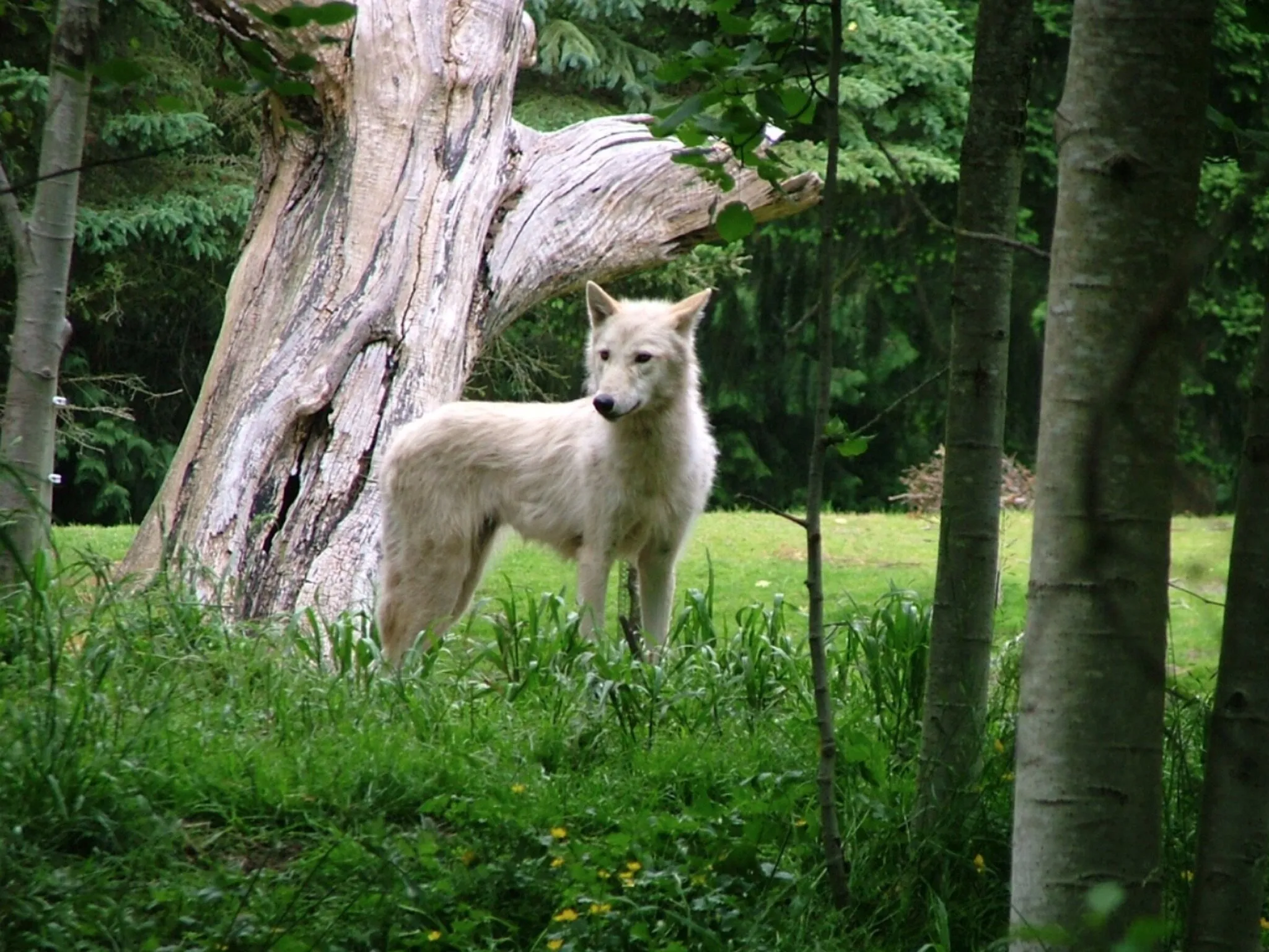 Arctic Wolf in Forest Clearing