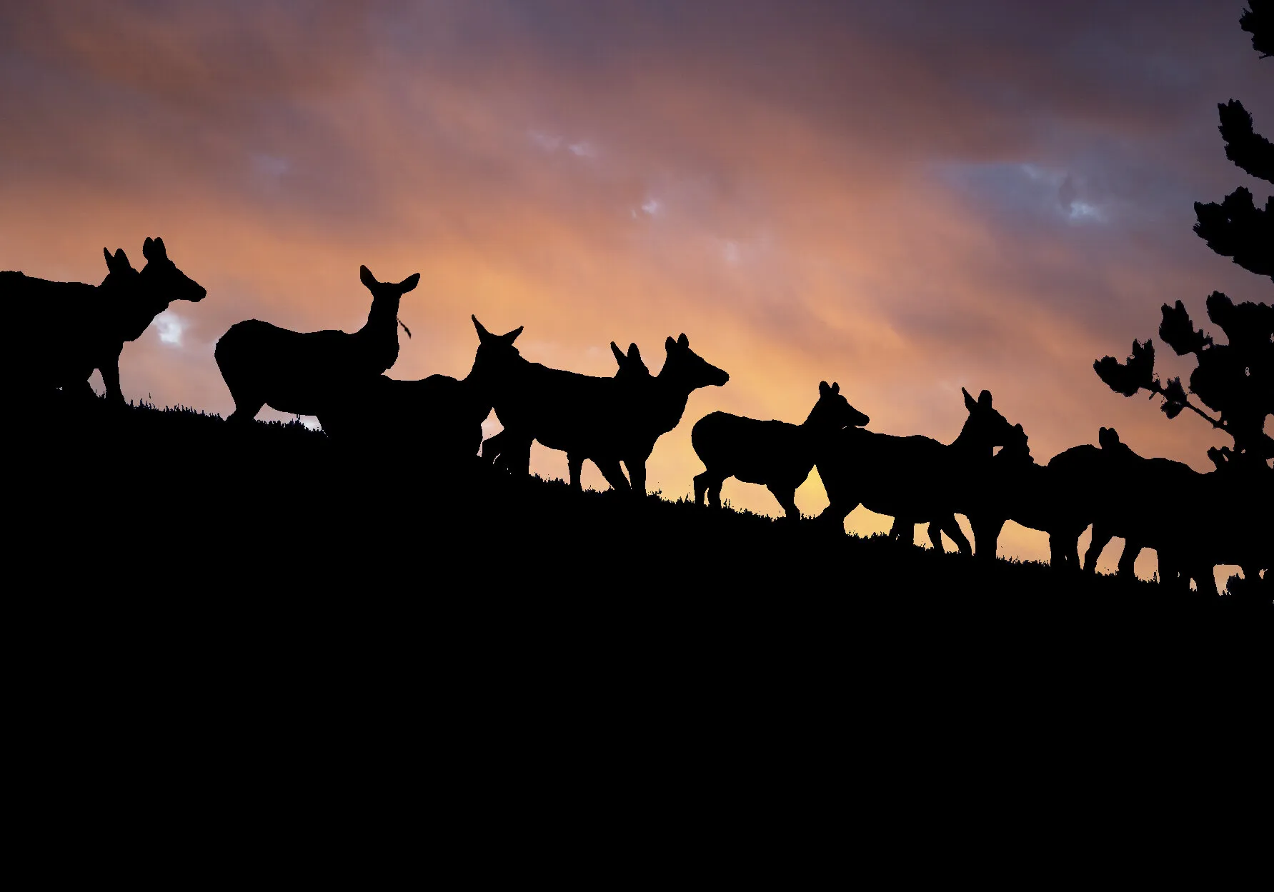 Elk herd at sunset