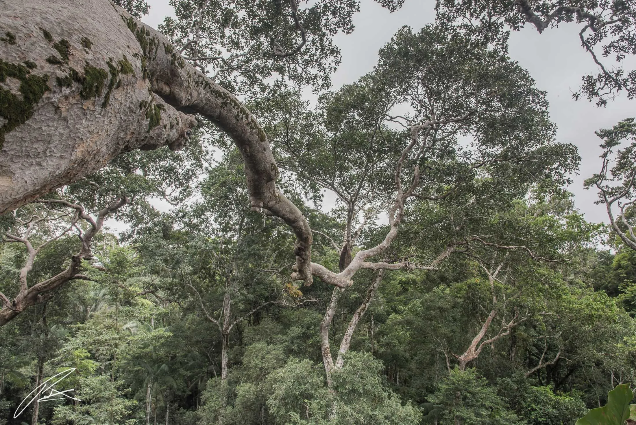 Amazon Basin Canopy