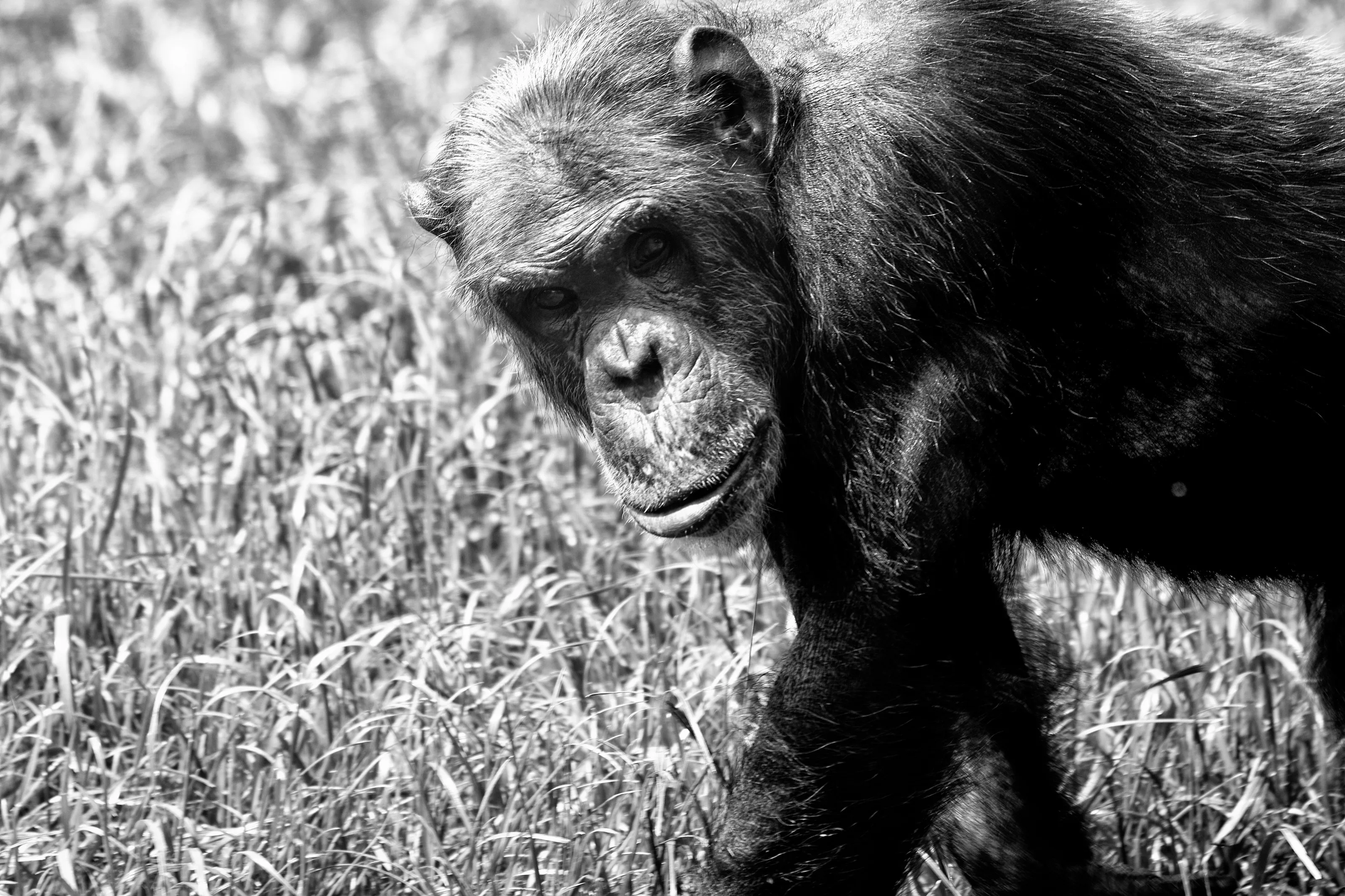Ape black and white