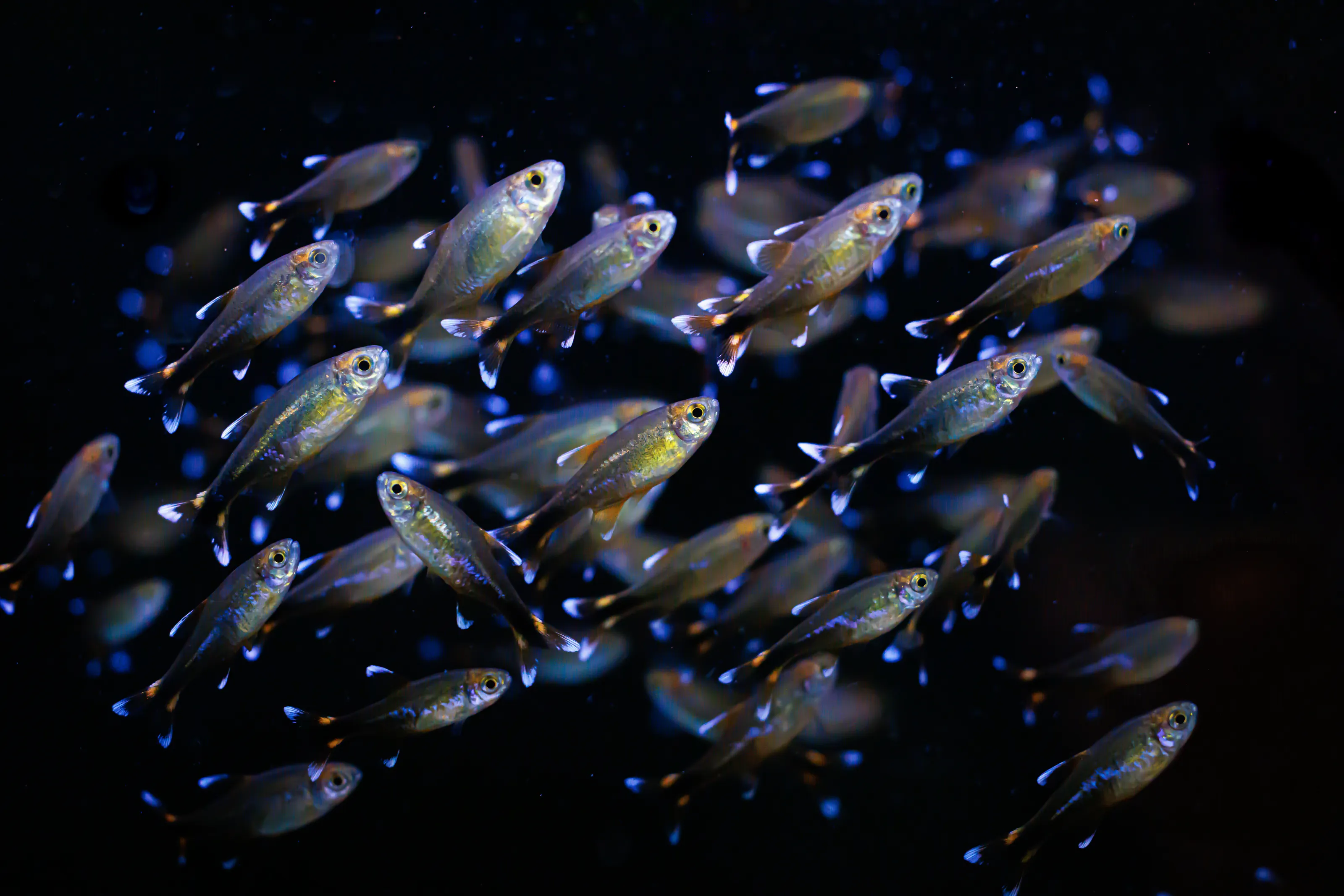 Silver Tip Tetra
