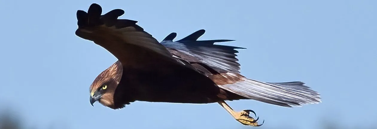 Harrier marsh