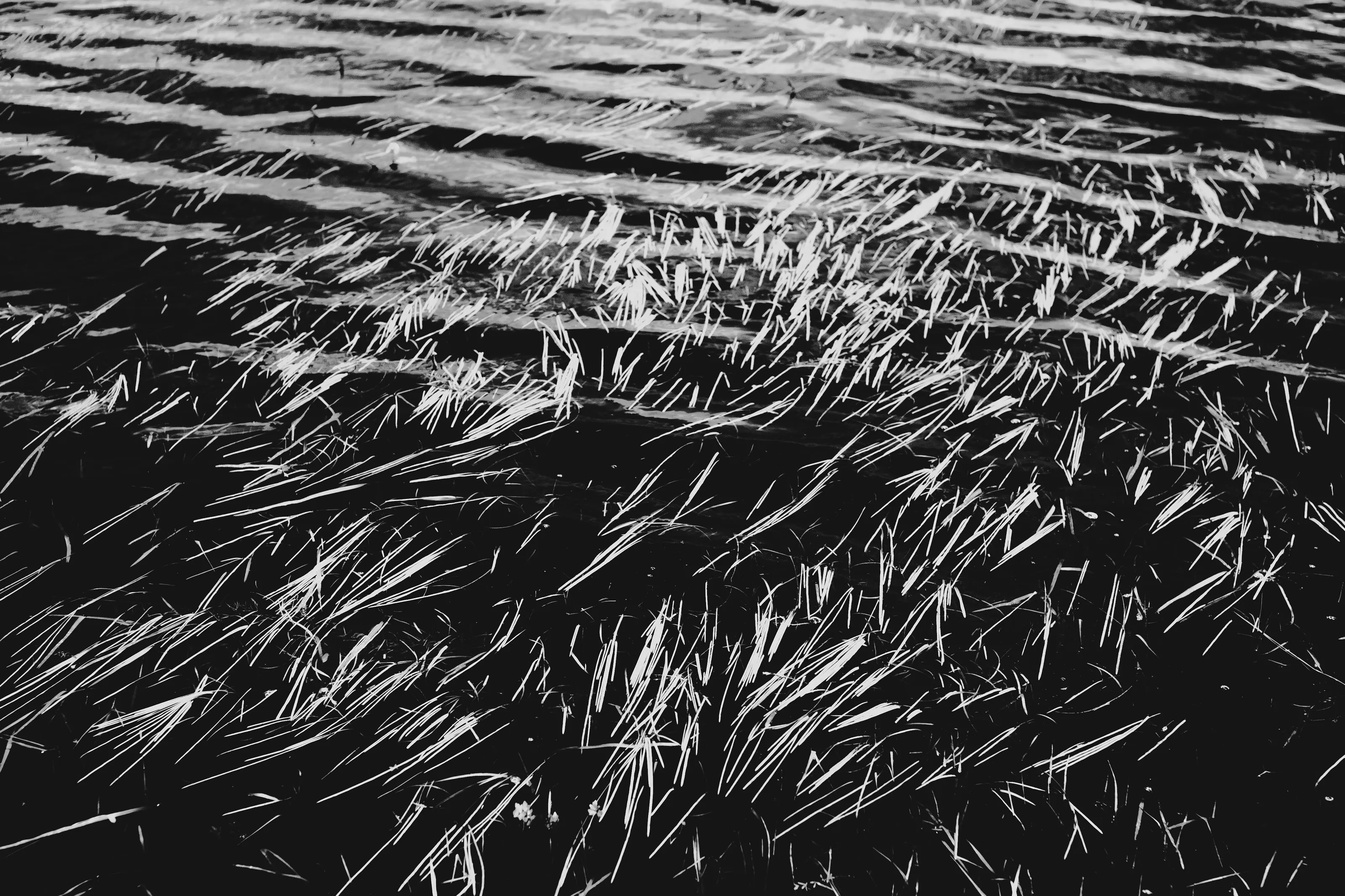 Biebrza Marshes - Kapice in Podlasie - in Poland