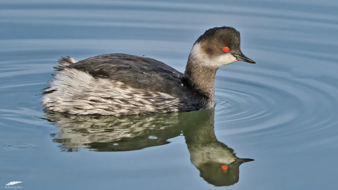 Black-necked Grebe (Podiceps nigricollis)