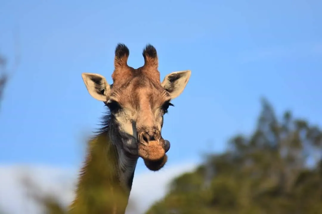 Giraffe