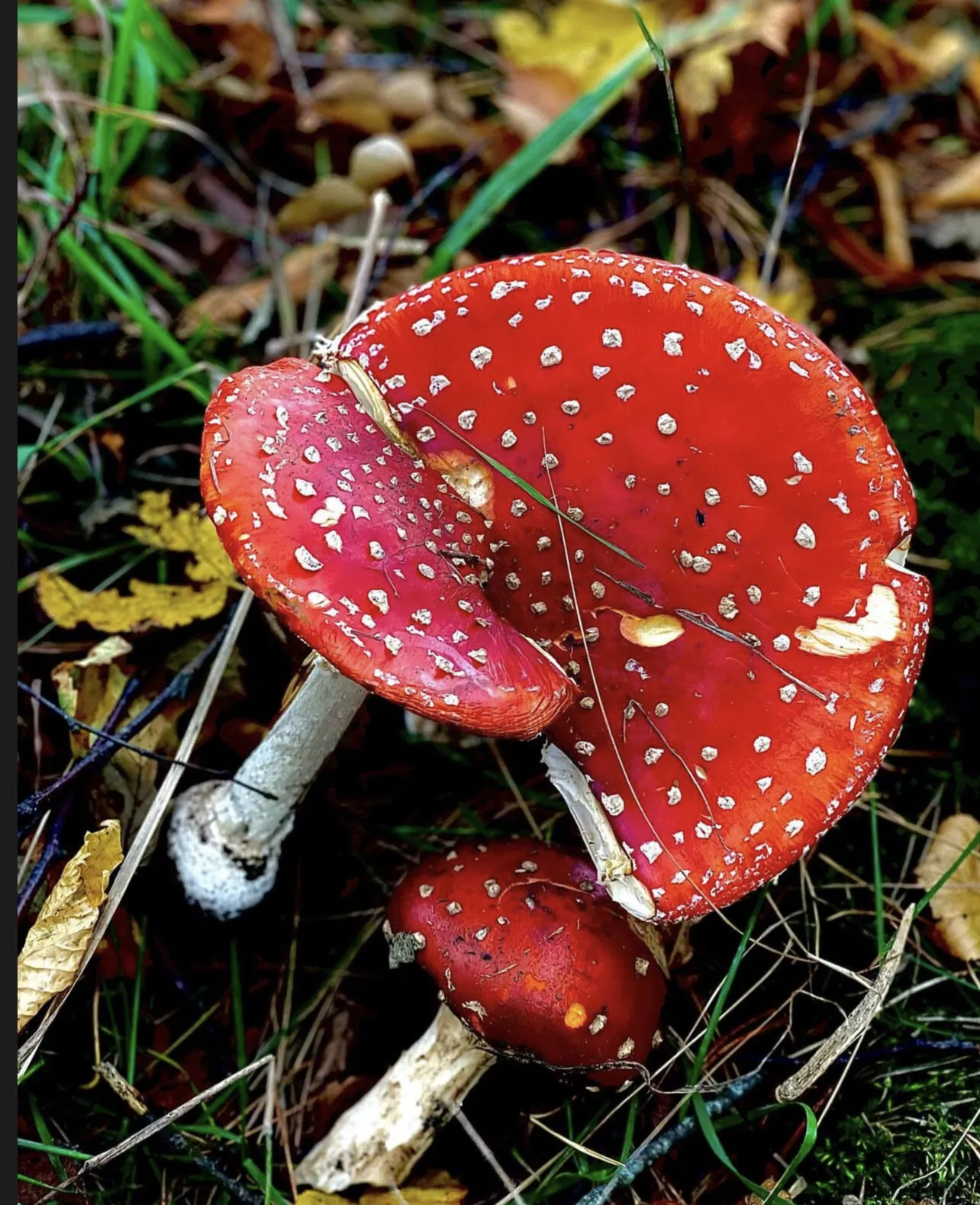 Toadstool fairytale