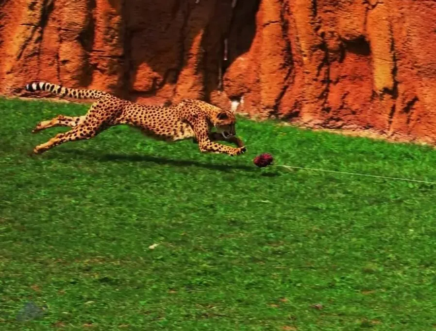 Cheetah Run at the Columbus Zoo