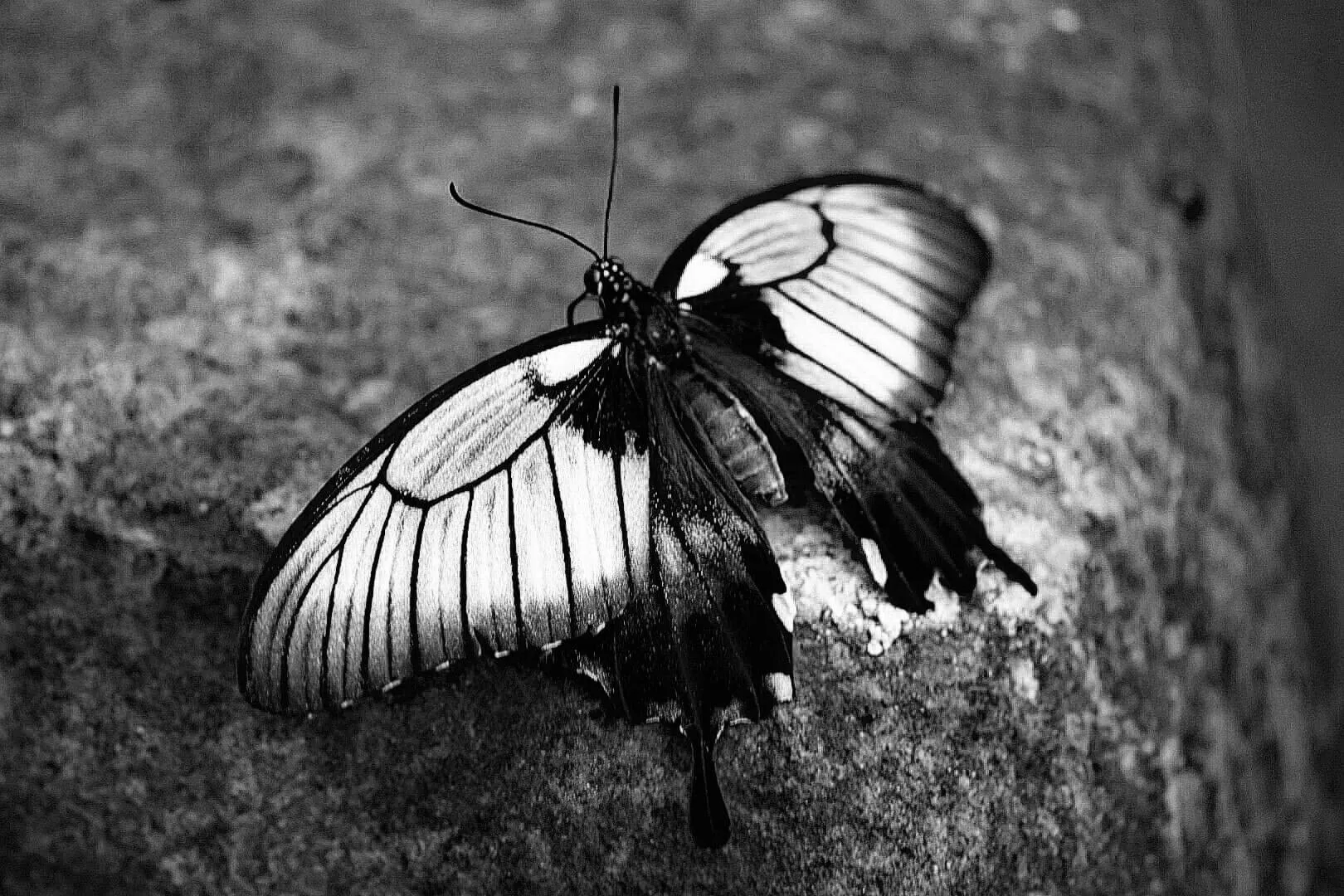 Butterfly farm Edinburgh