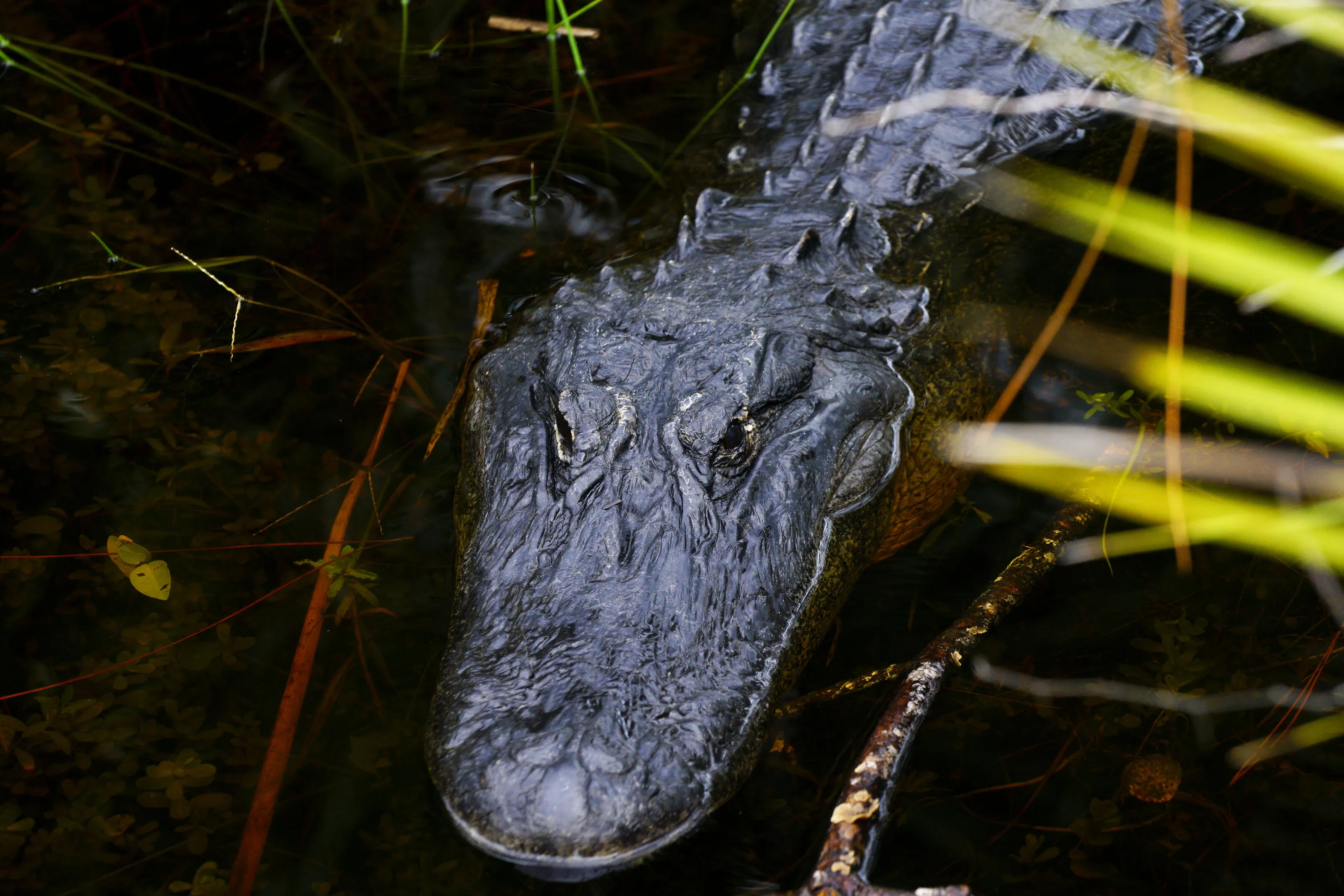 Gazing Gator