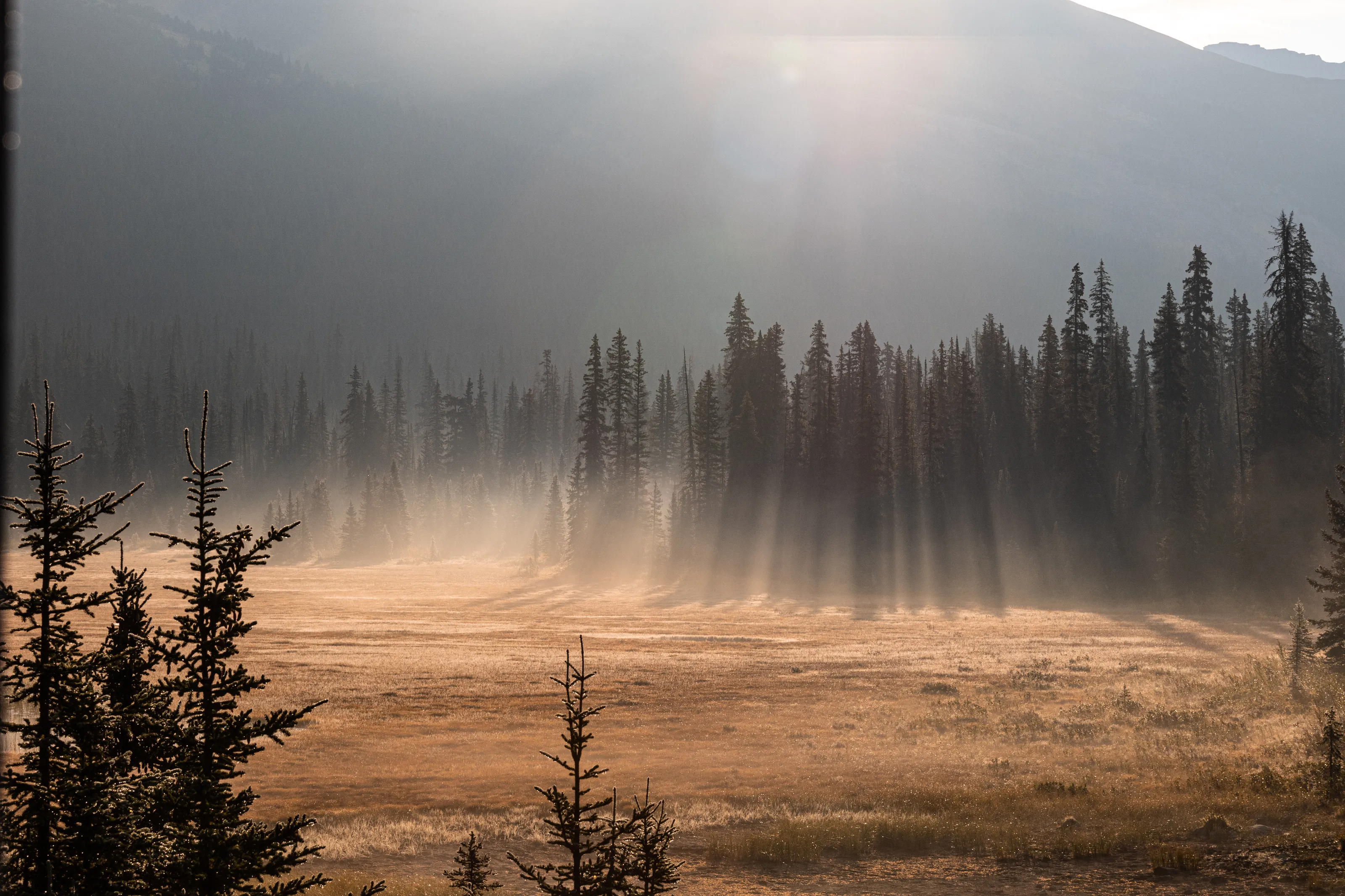 Morning light