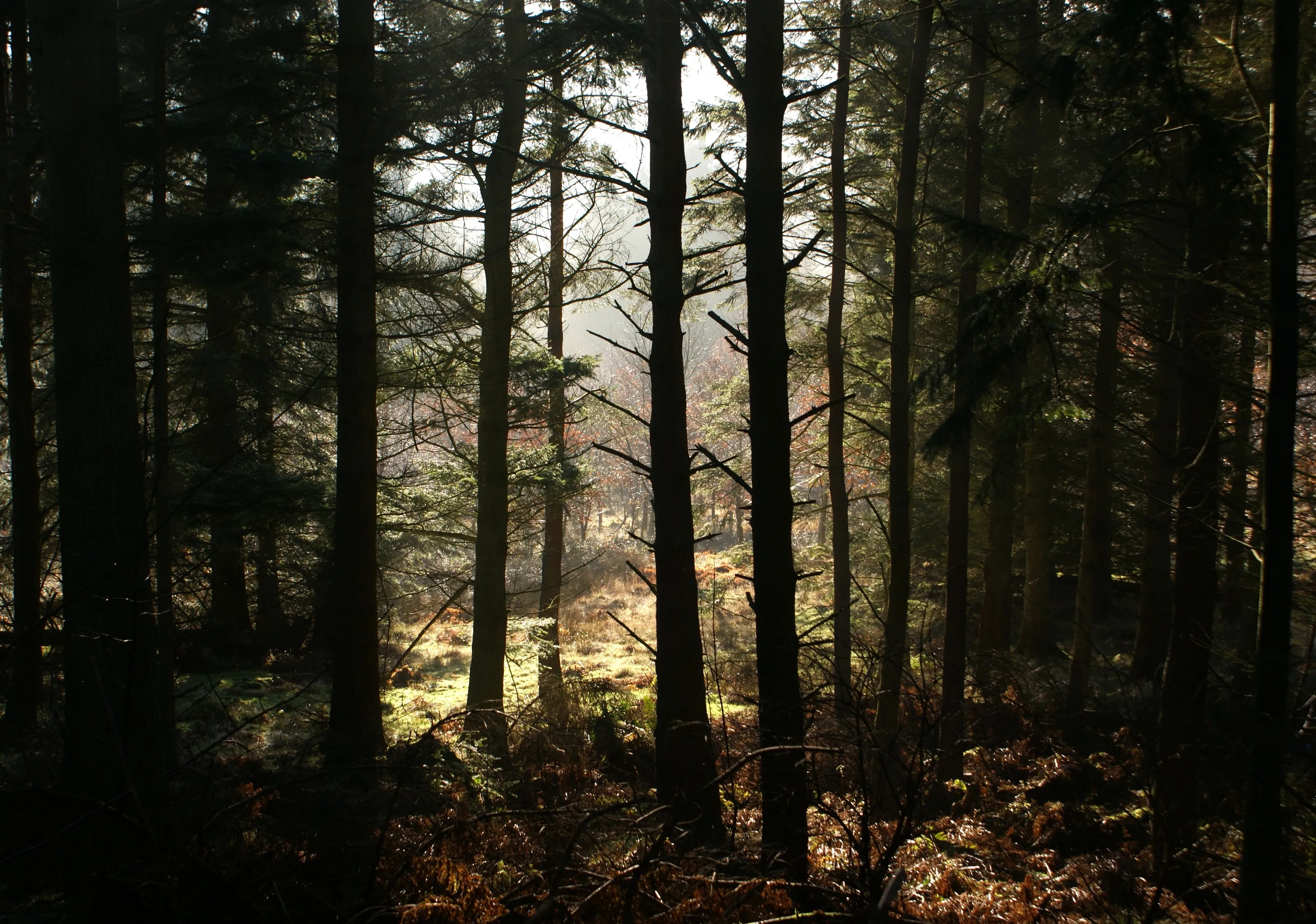 The clearing